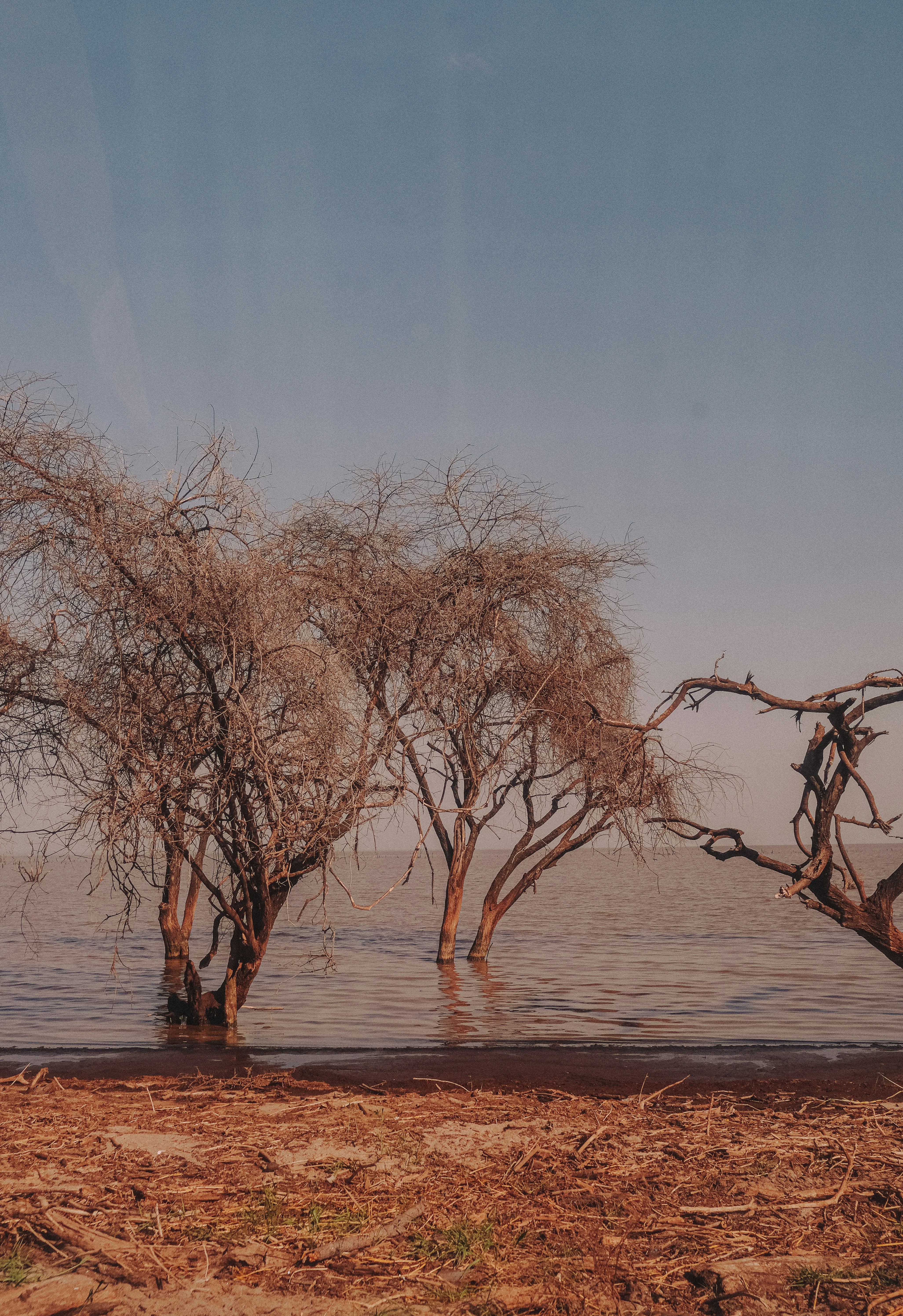 Bare trees stand in calm water under a clear sky.