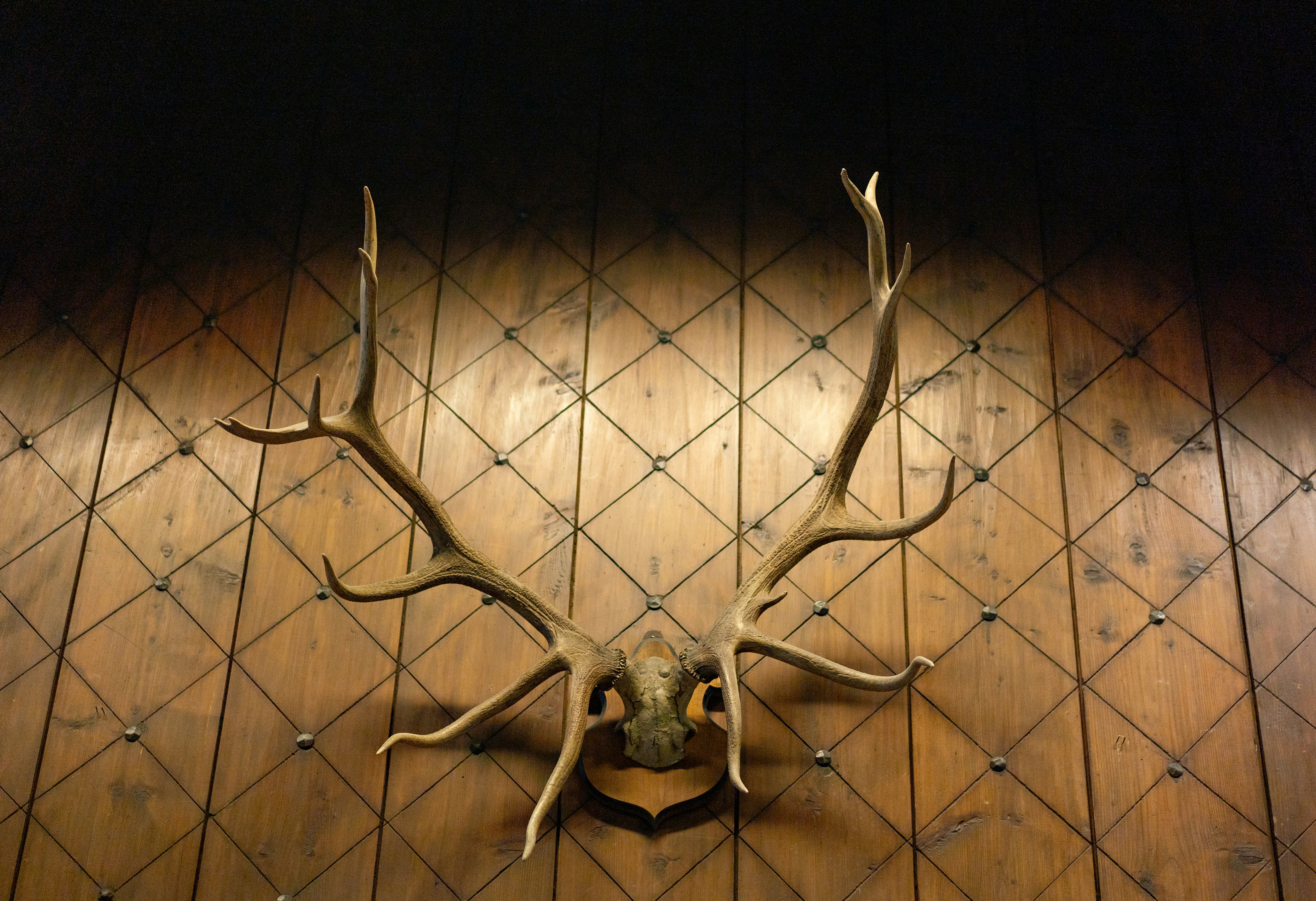 Deer antlers mounted on a dark wooden wall.