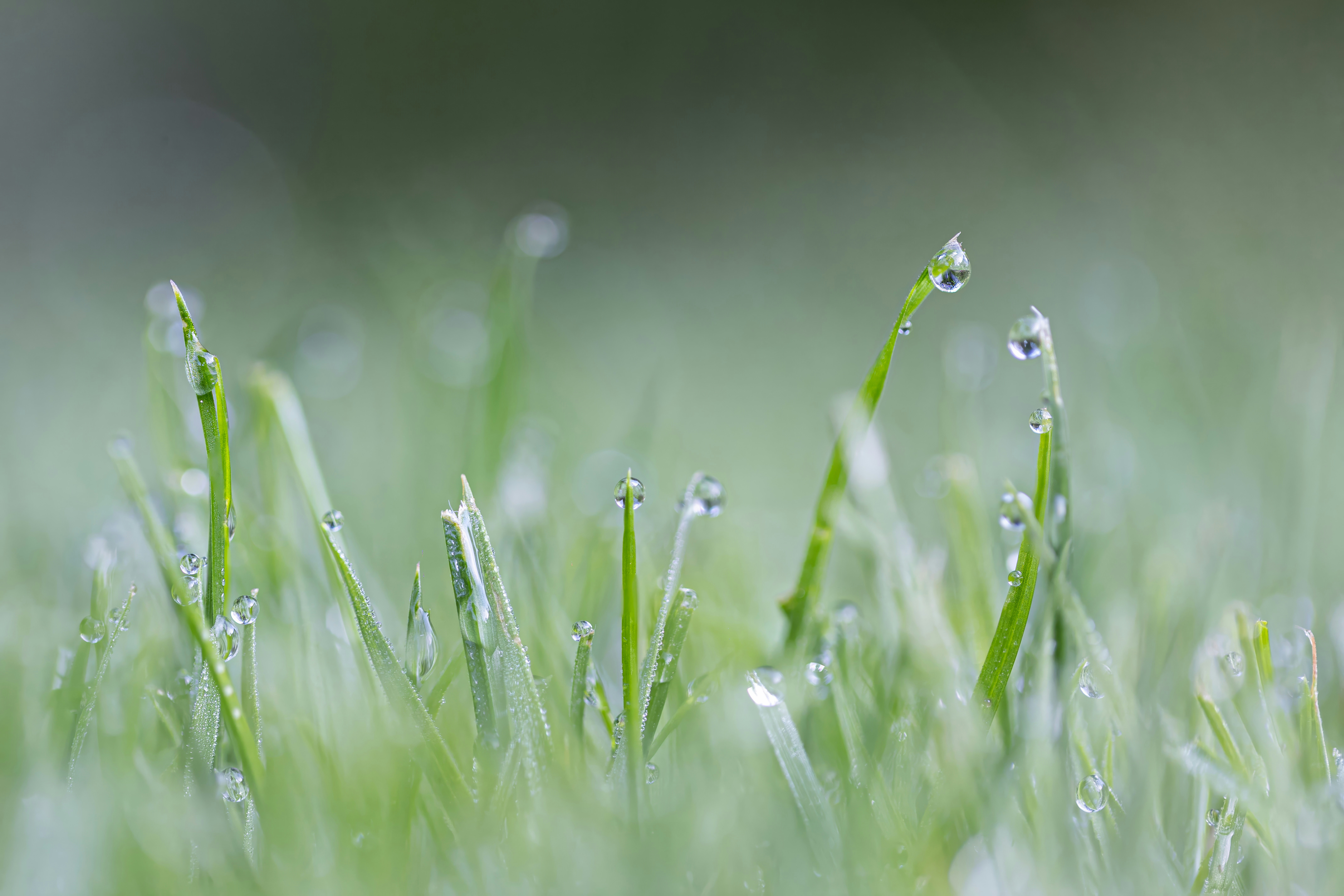 Fresh green grass with morning dew drops.