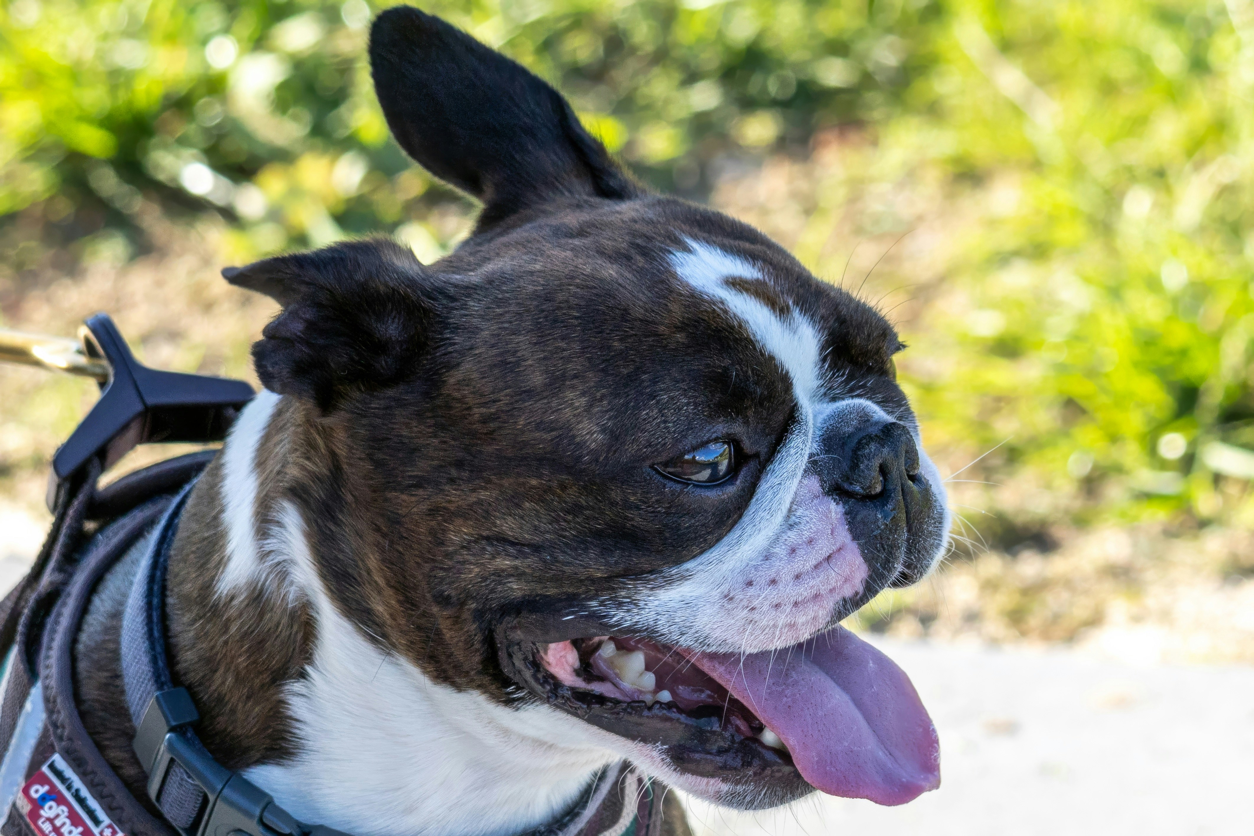 A boston terrier dog with its tongue out and harness.
