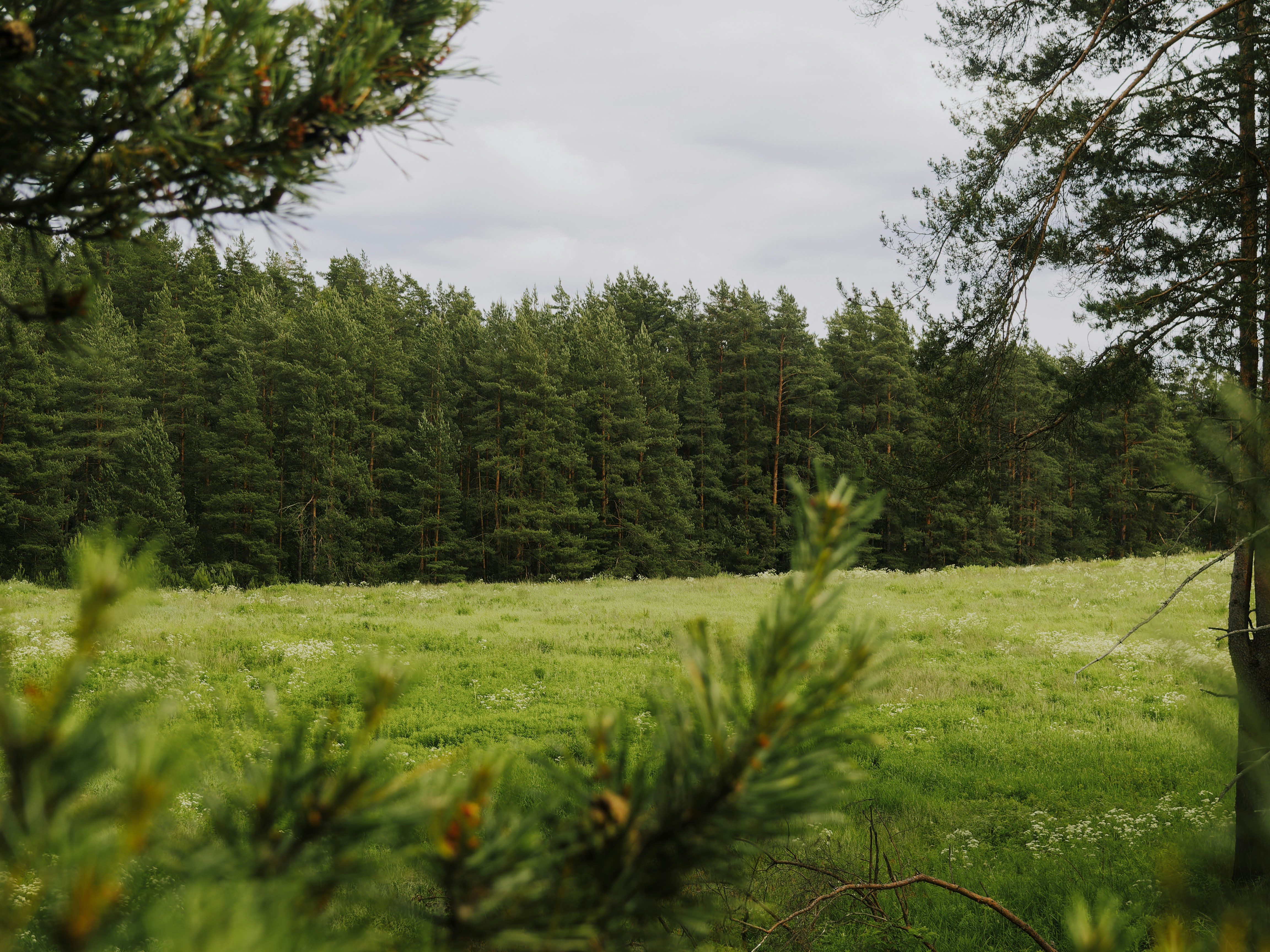 Lush green field with a dense pine forest.