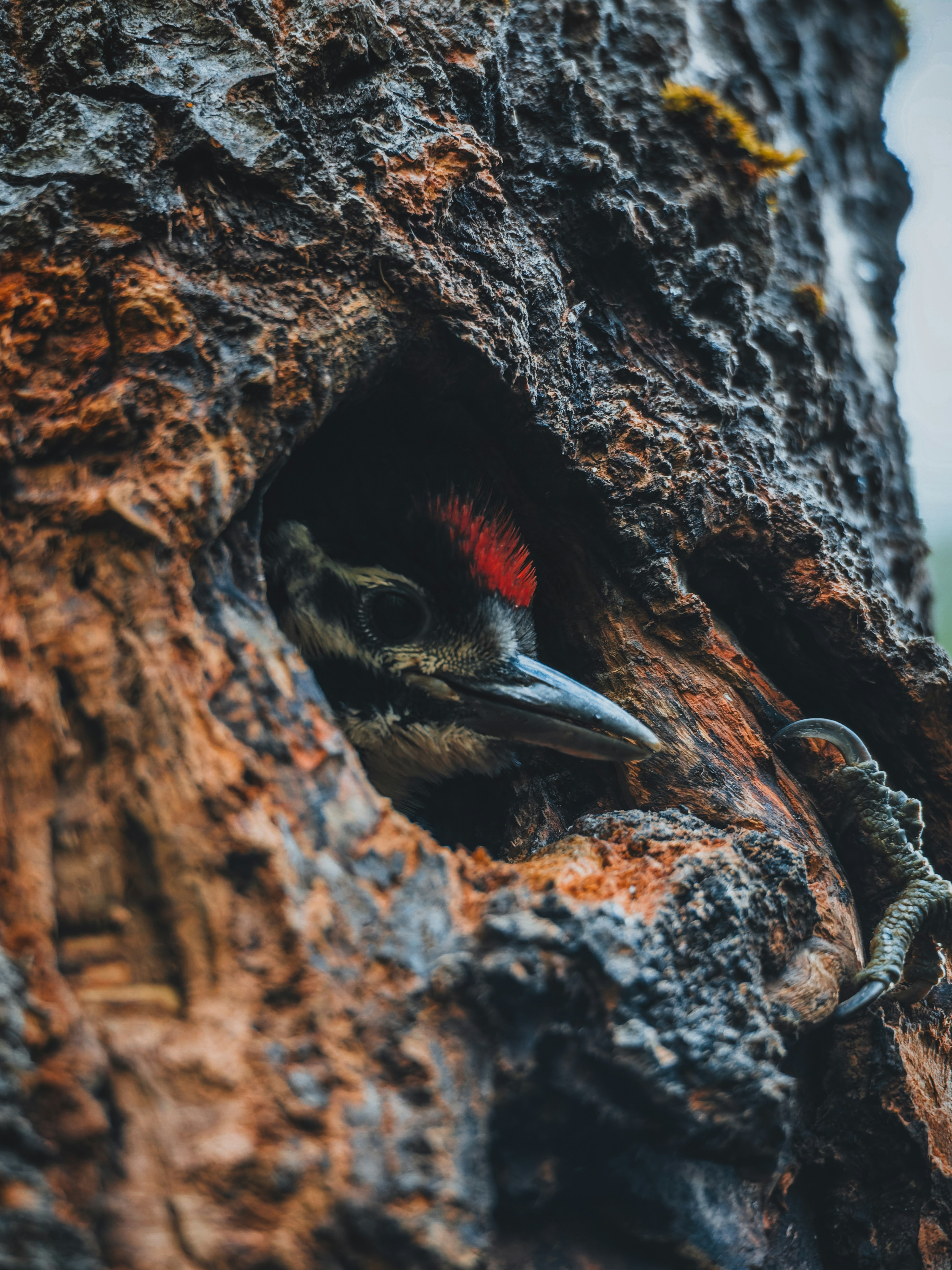A woodpecker peeks from a hole in a tree trunk.