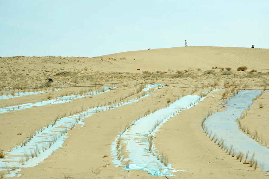 Re-generating waste lands with planted rows and irrigation channels