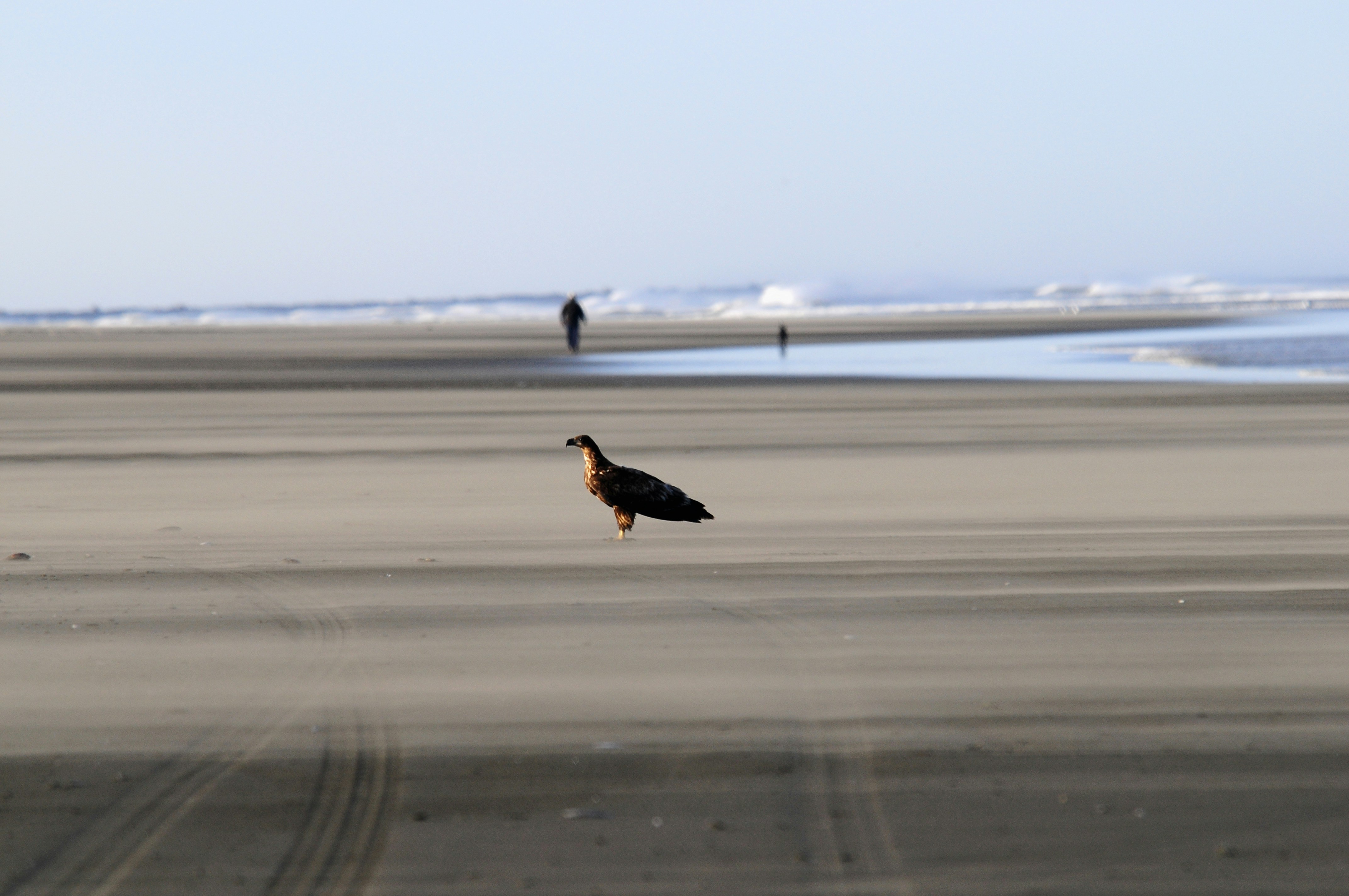 A bird walks on a wide sandy beach.