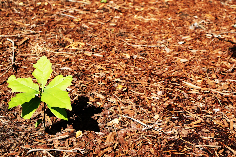 A seedling in fresh mulch