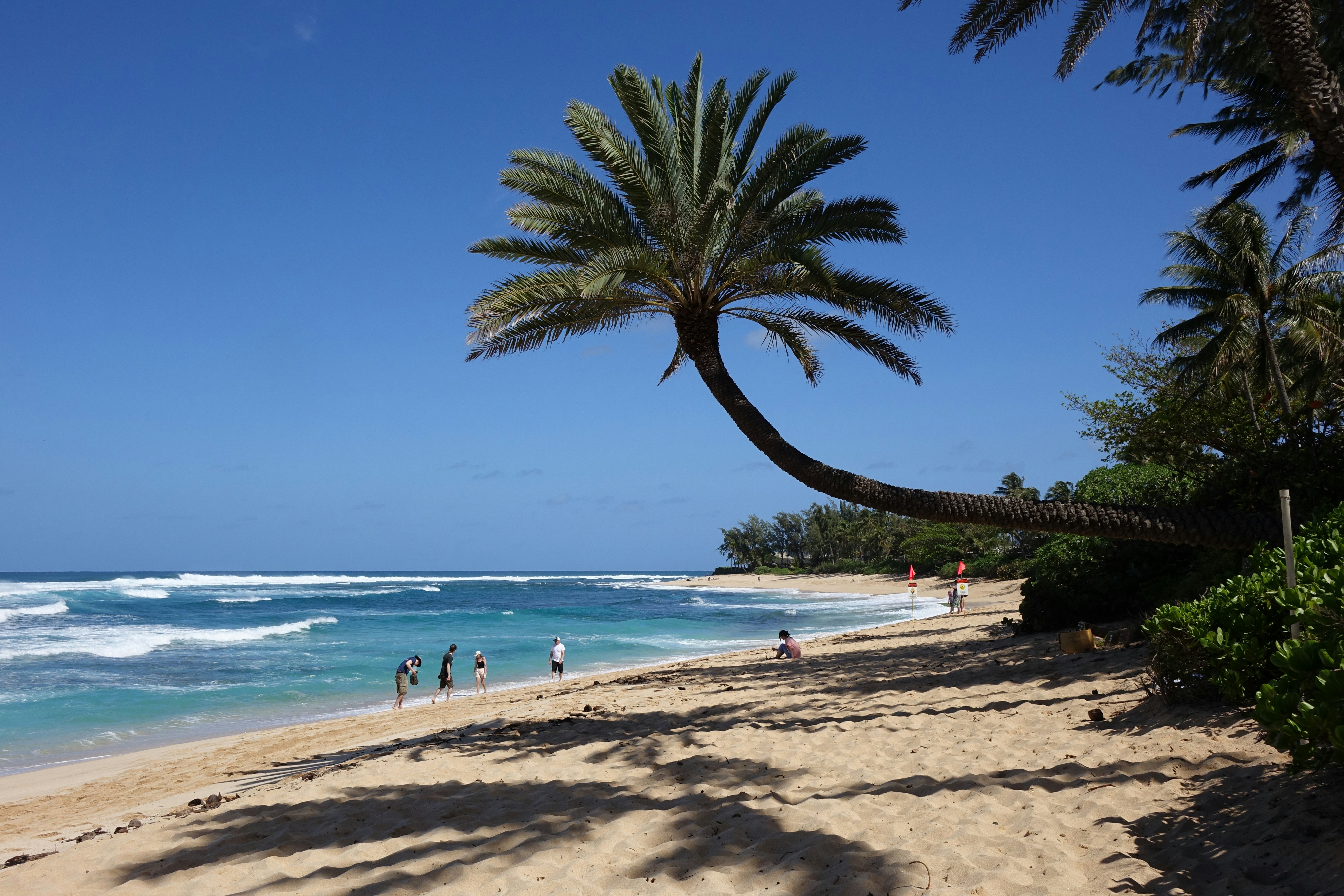 Sandy beach with ocean waves and a leaning palm tree.