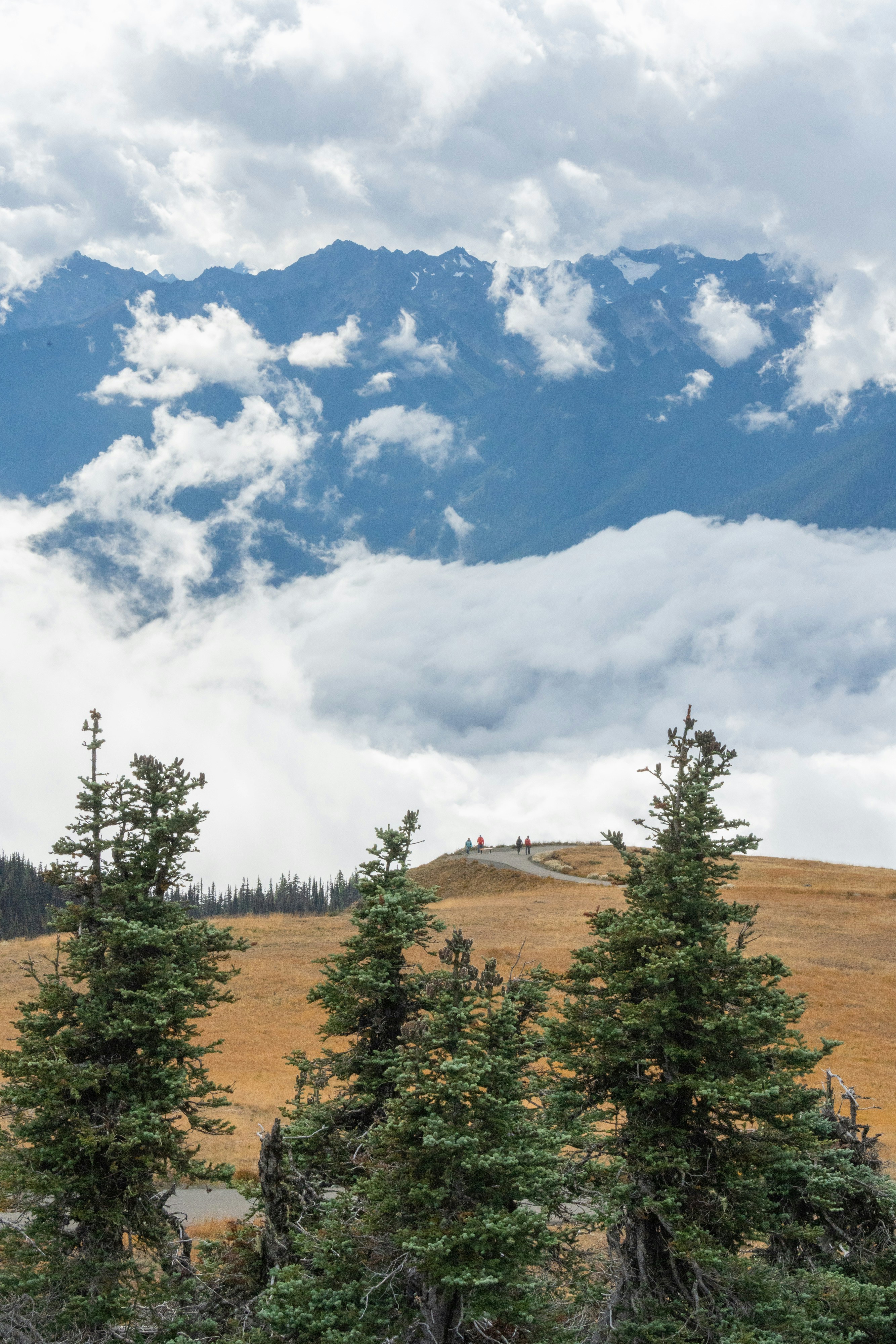 Scenic view of evergreen trees, golden hill, and cloudy mountains.