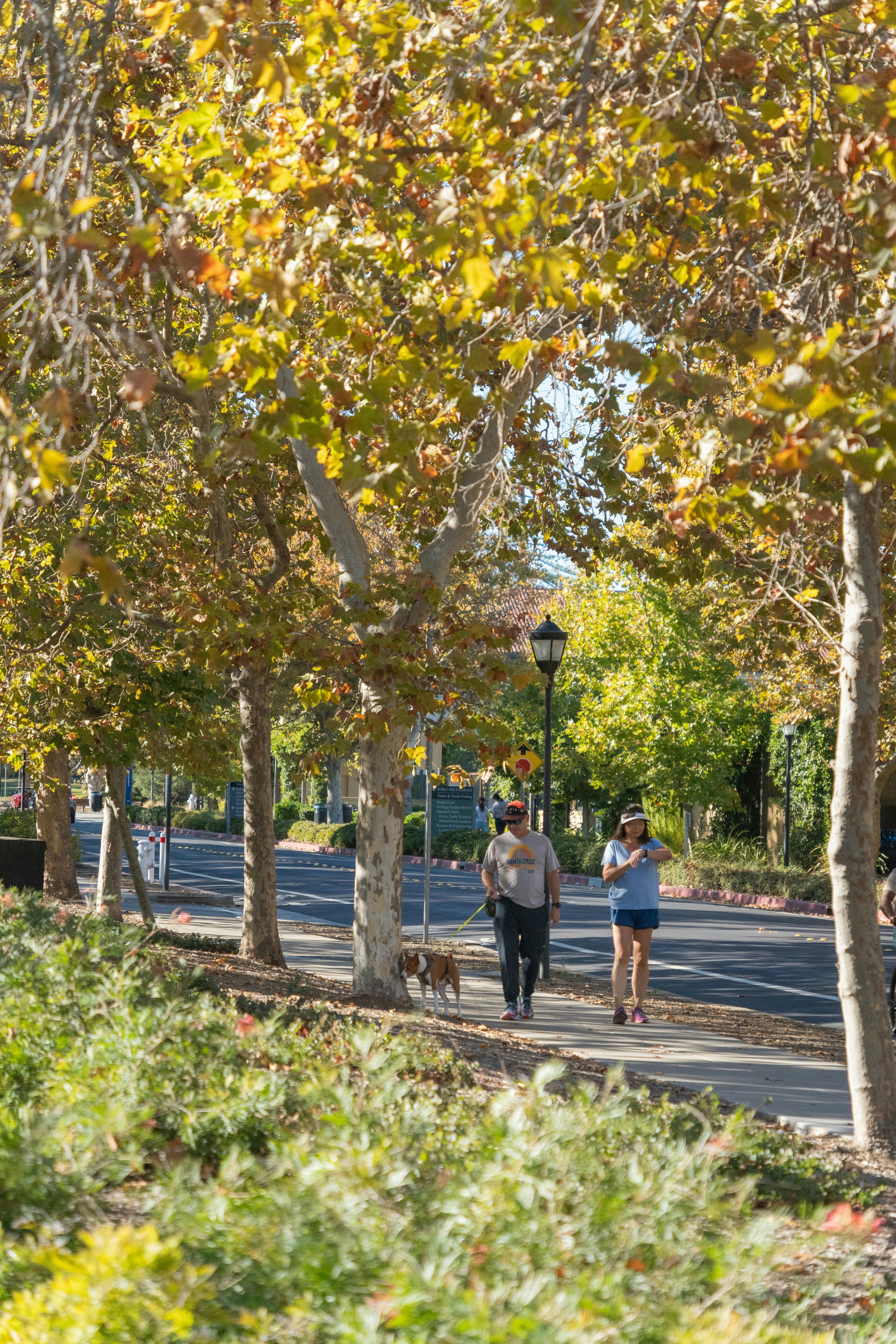 Two people walk a dog on a tree-lined path.