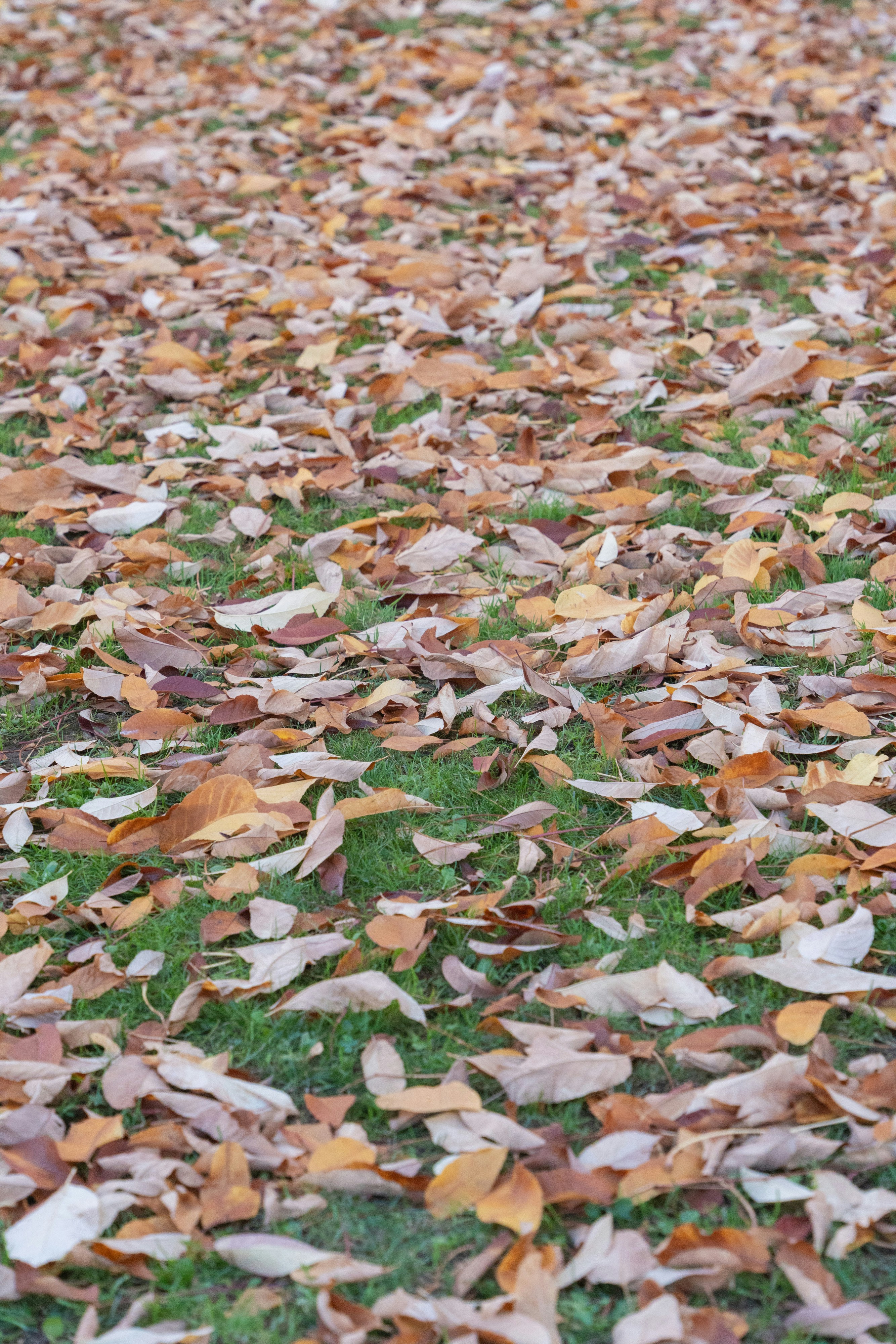 Autumn leaves scattered across green grass on the ground.