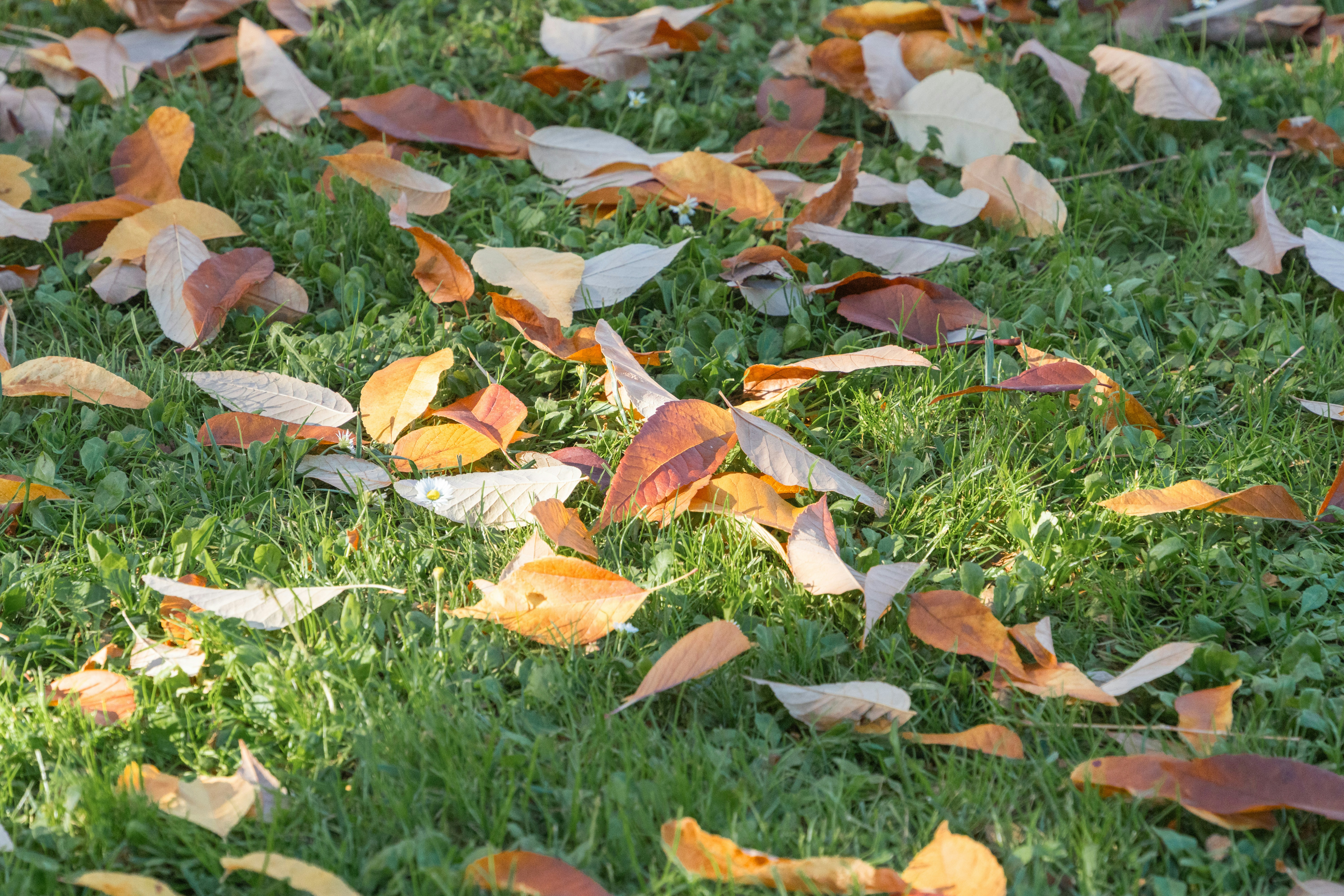 Autumn leaves scattered across vibrant green grass.