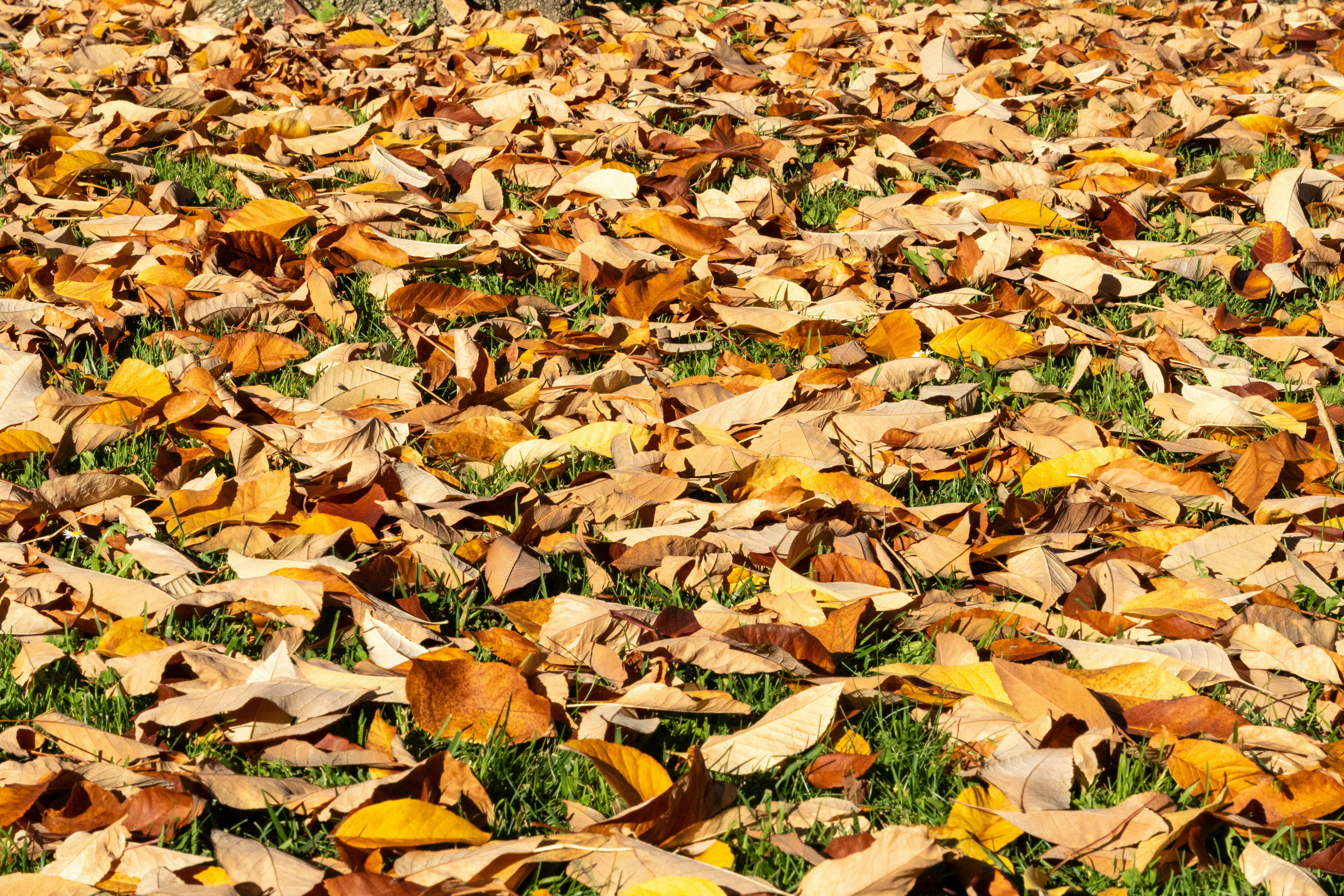 Fallen autumn leaves cover green grass on a sunny day.