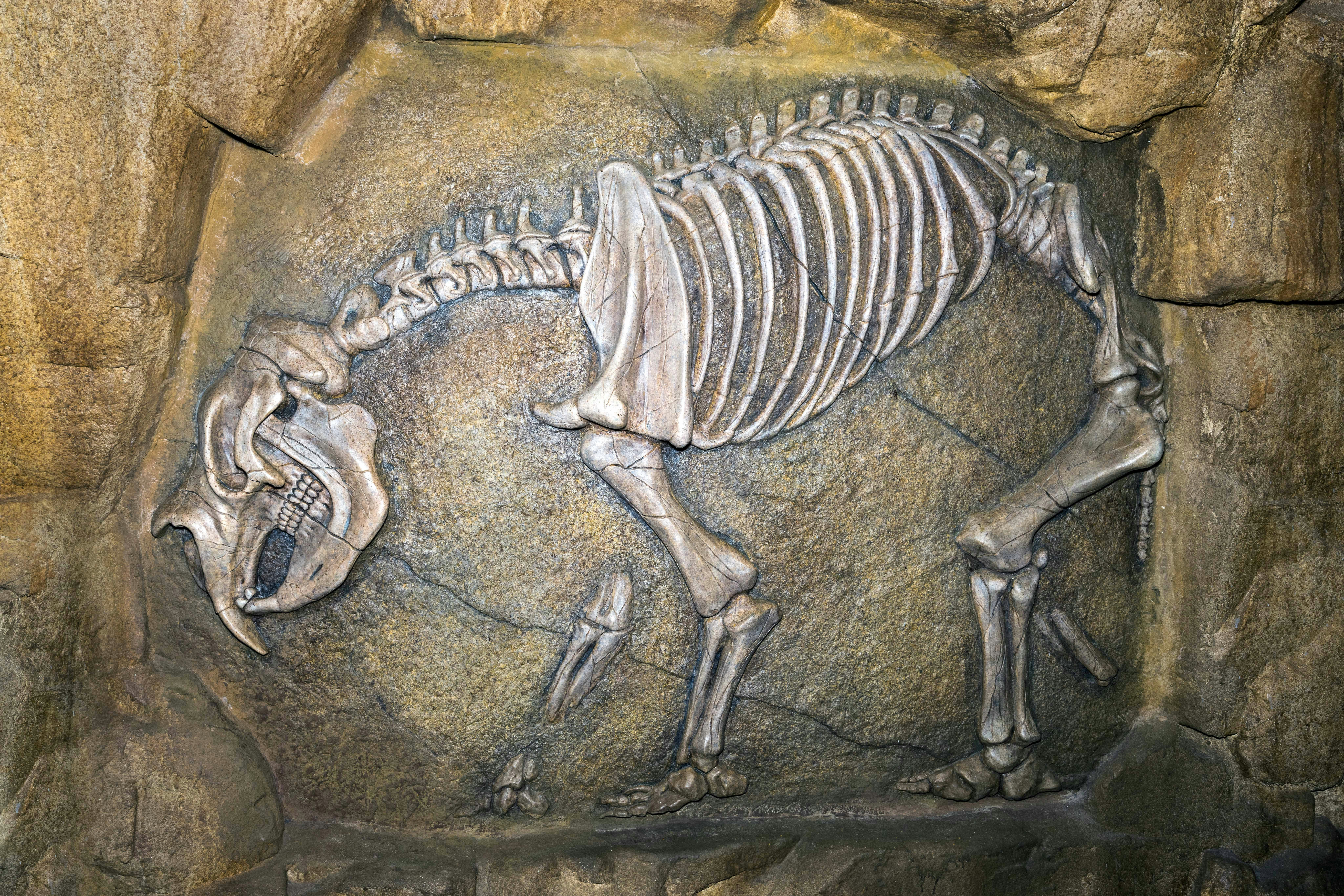 A fossilized saber-toothed cat skeleton embedded in rock.