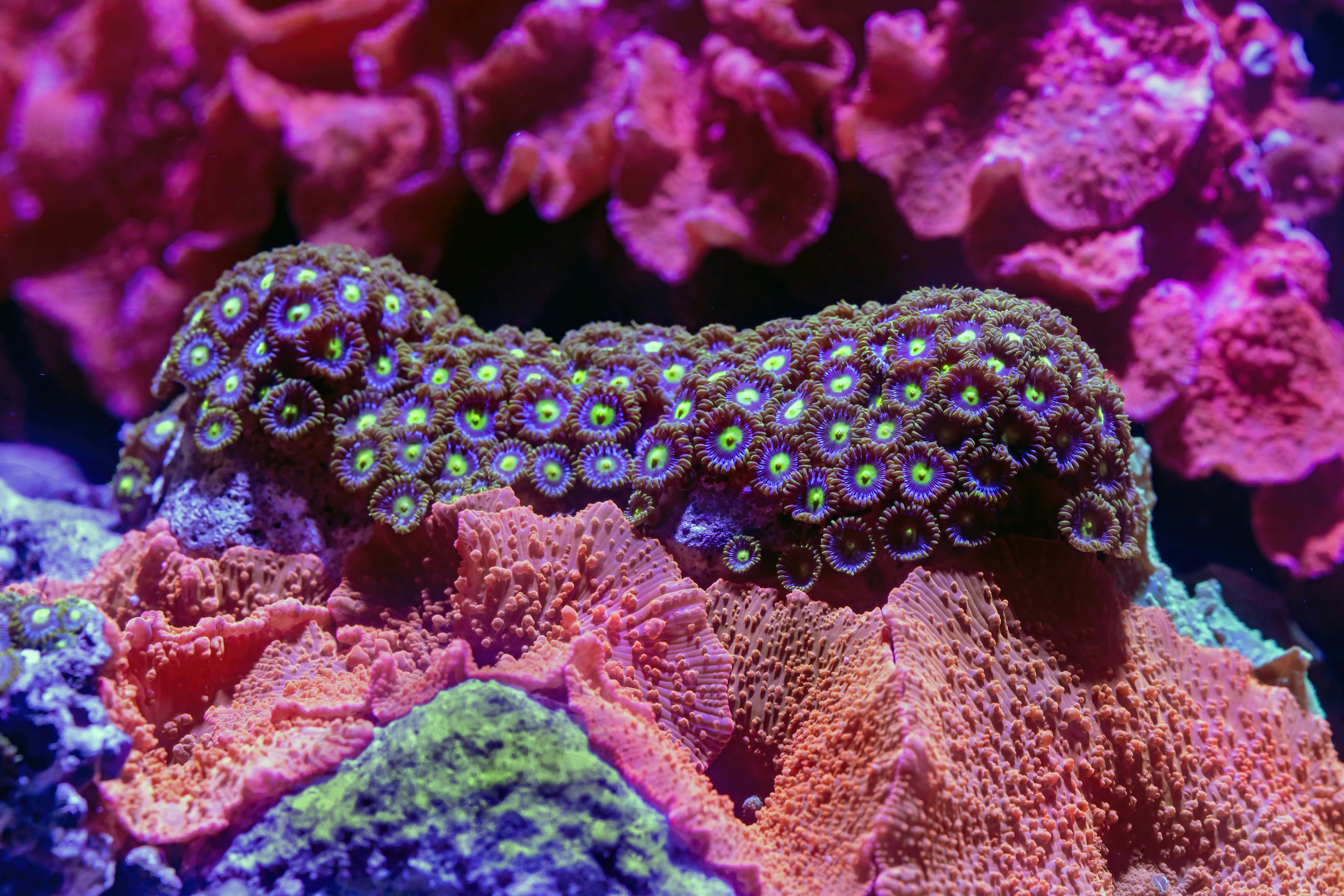 Vibrant marine coral reef with colorful zoanthids and other corals.