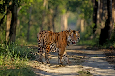 A tiger stands on a dirt path in a forest