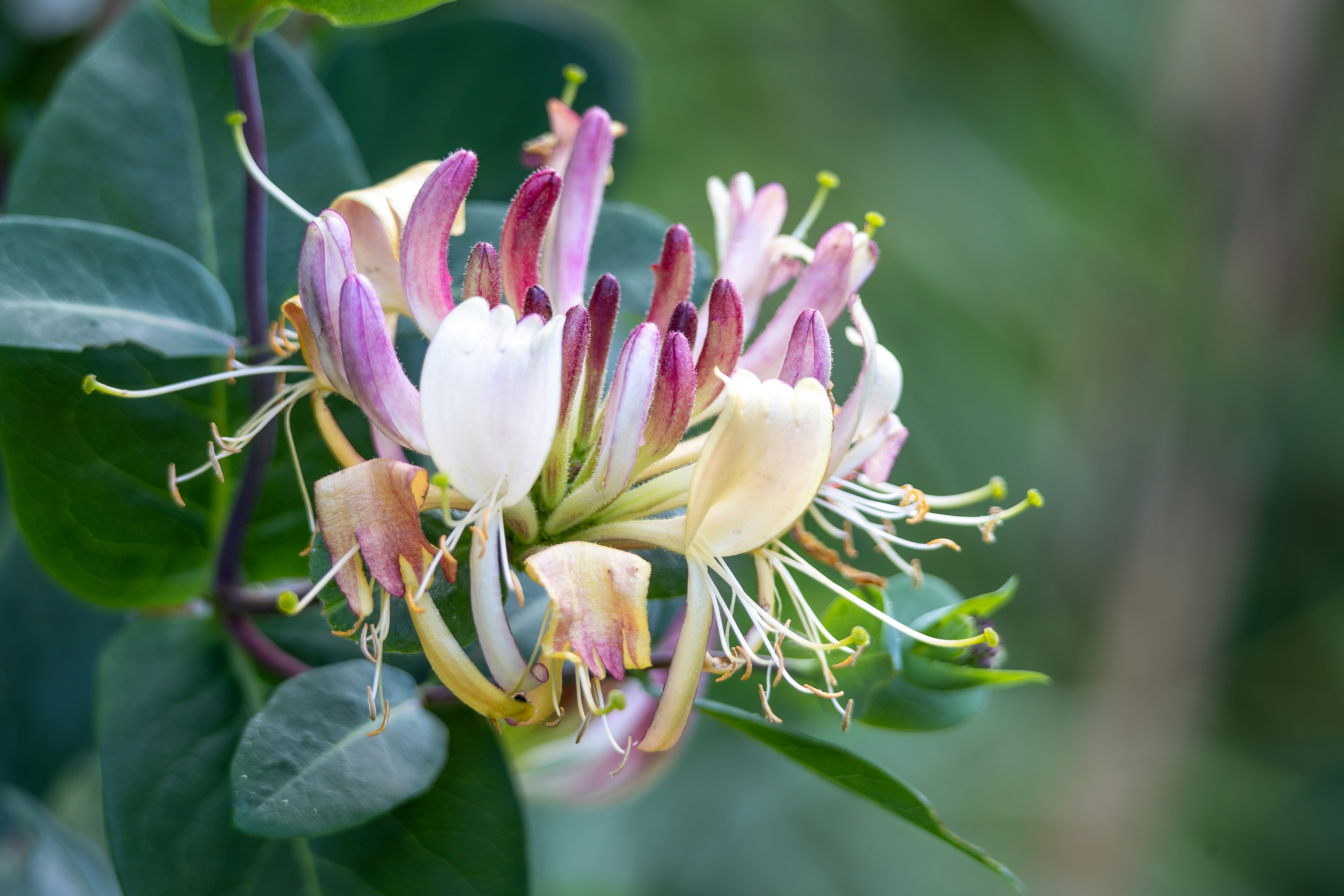 Vibrant pink, white, and yellow honeysuckle flowers blooming.