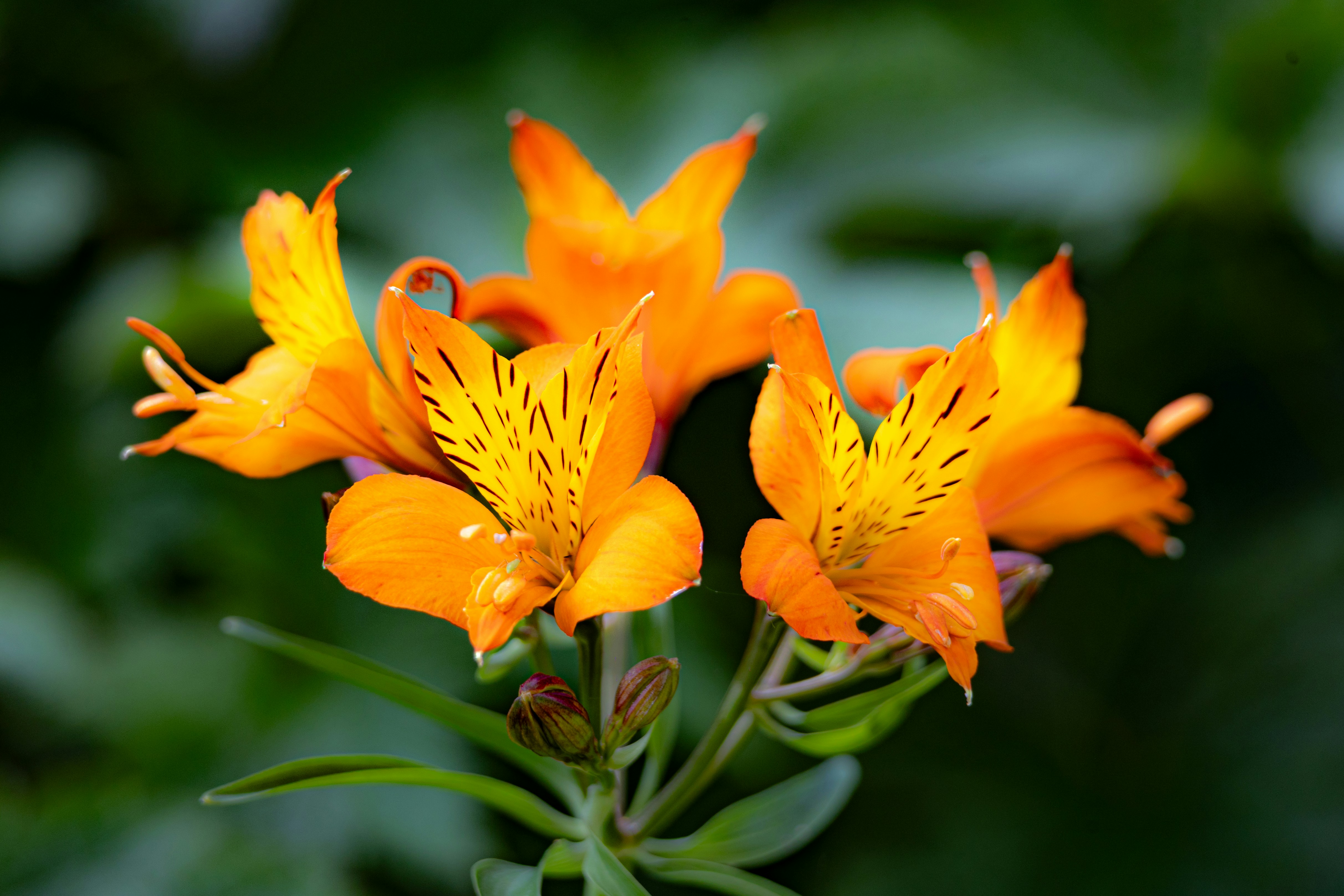 Vibrant orange flowers with yellow centers against a green background.