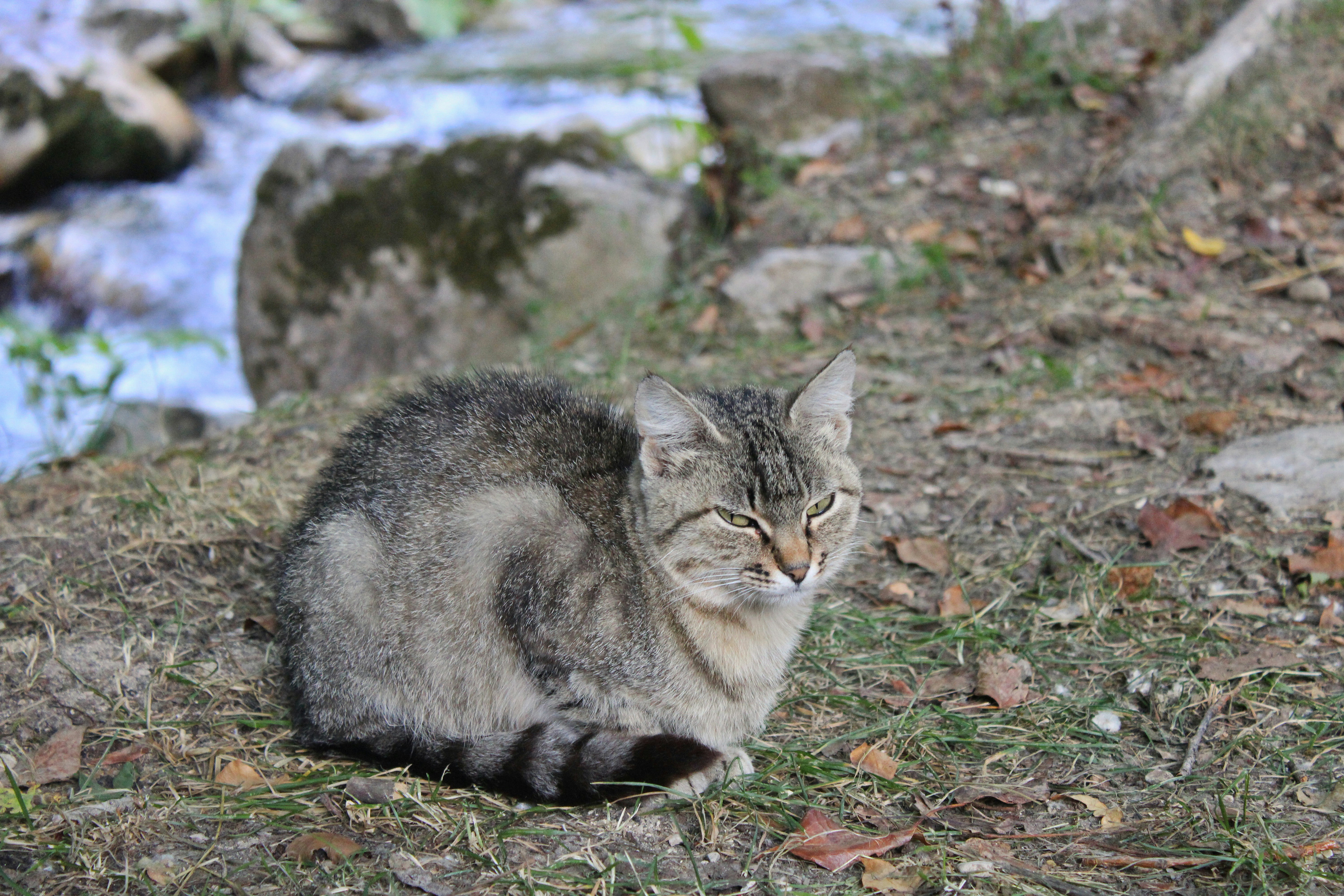 小川のそばで休む虎猫。