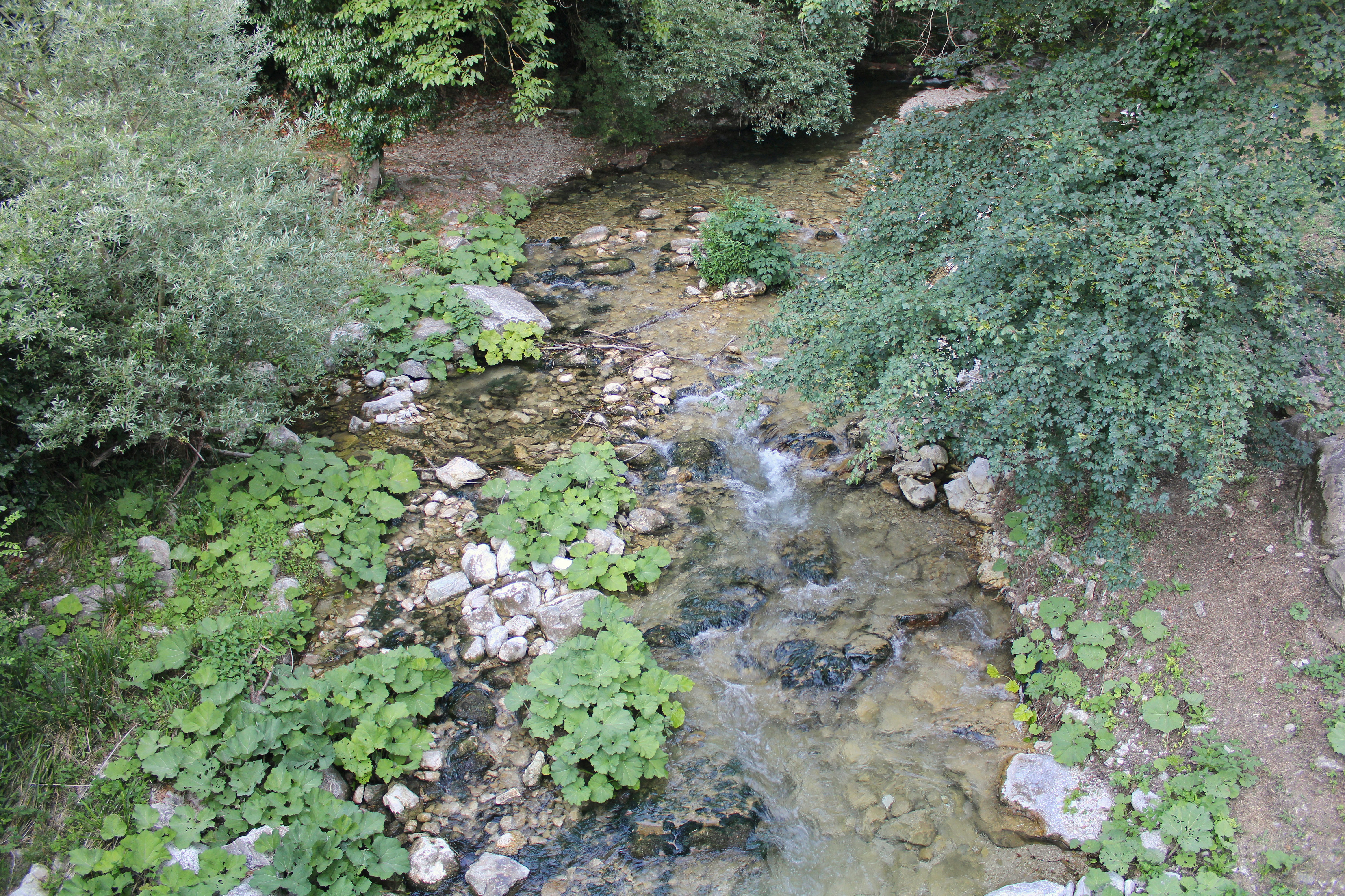 岩だらけの小川が青々とした植生の中を流れています。