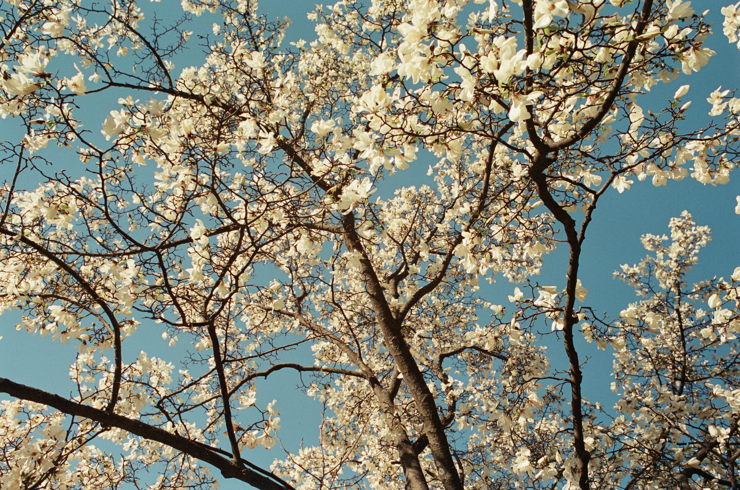 White blossoms on tree branches against a clear blue sky.