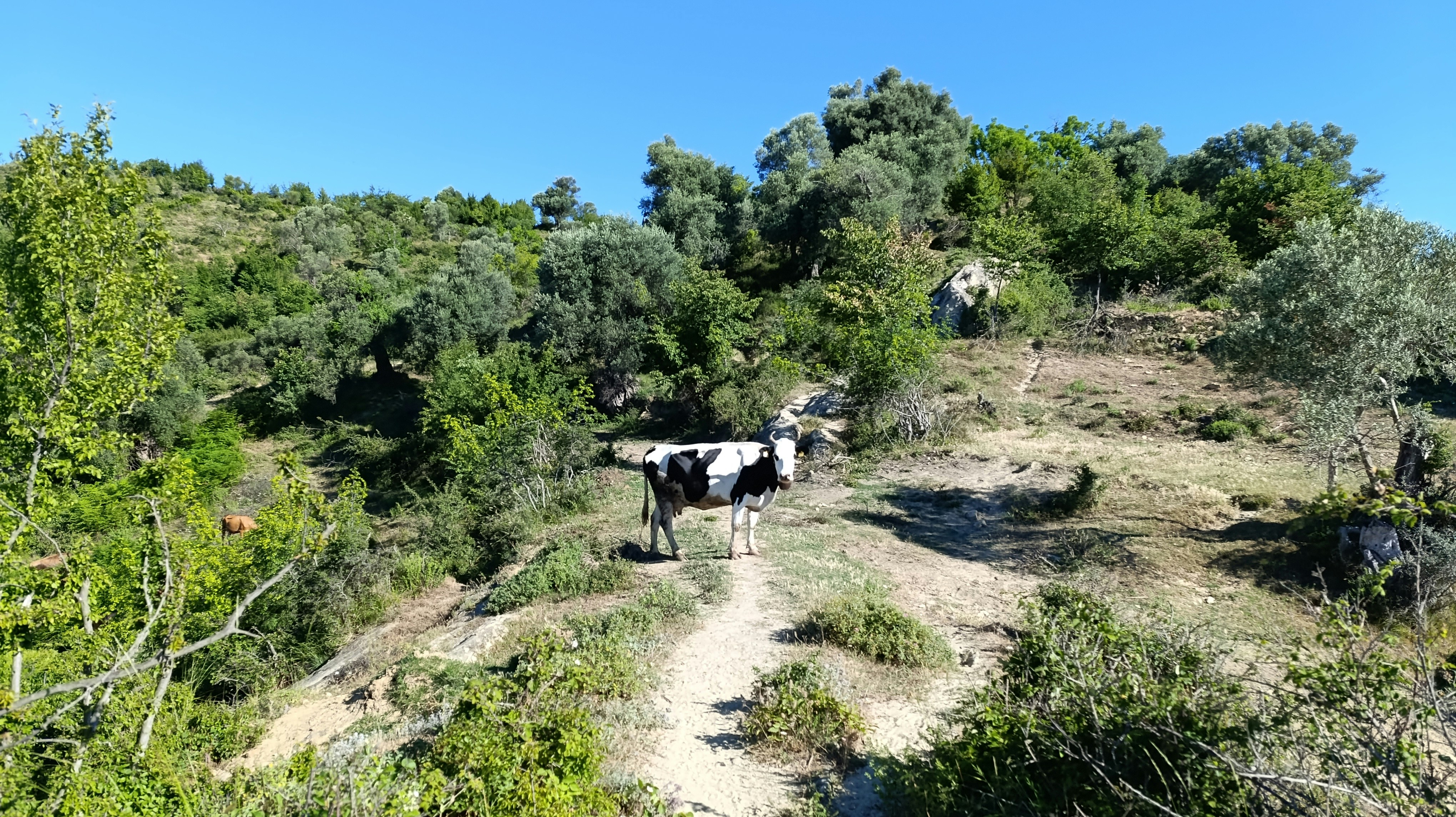 A cow on a path surrounded by lush green trees.