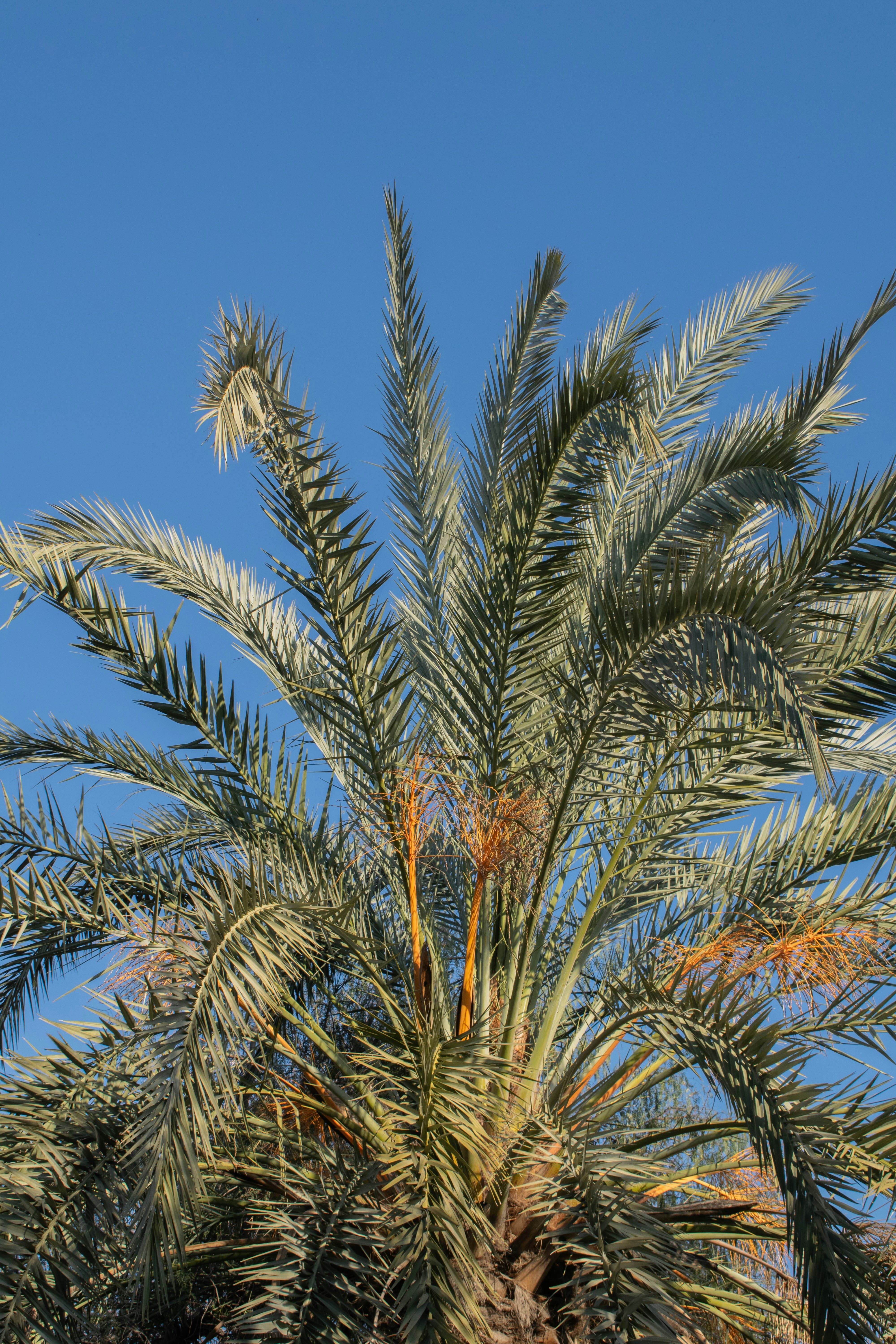 Green palm fronds under a bright blue sky.