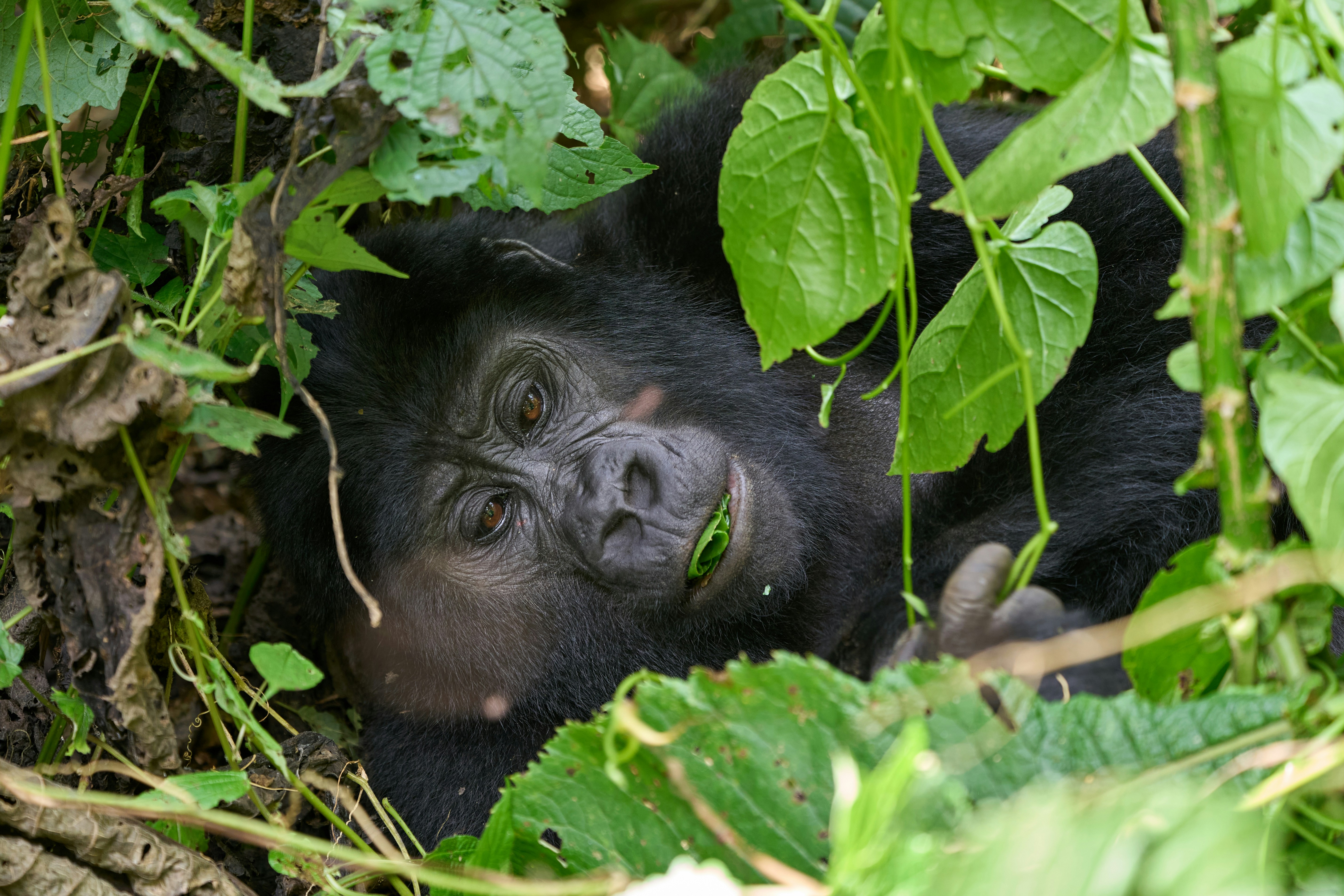 Gorille des montagnes dans la forêt de Bwindi, en Ouganda