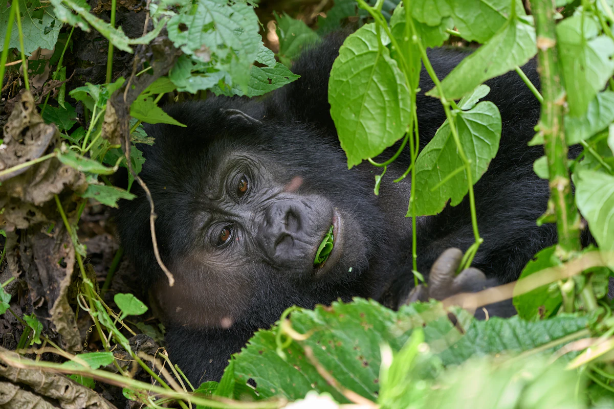 A mountain gorilla eating leaves in Bwindi Impenetrable Forest National Park, Uganda
