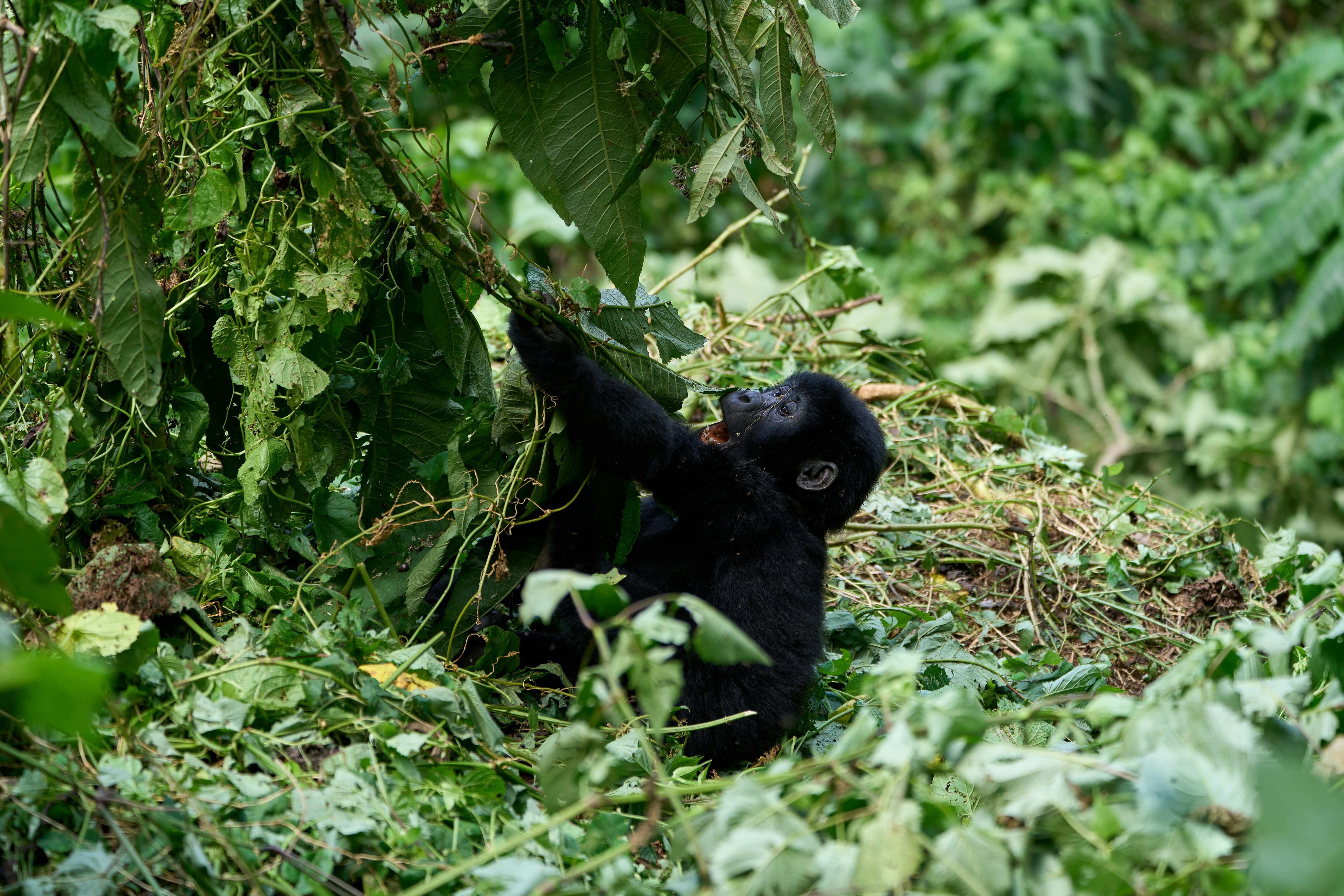 gorilla family, dense rainforest, soft morning light