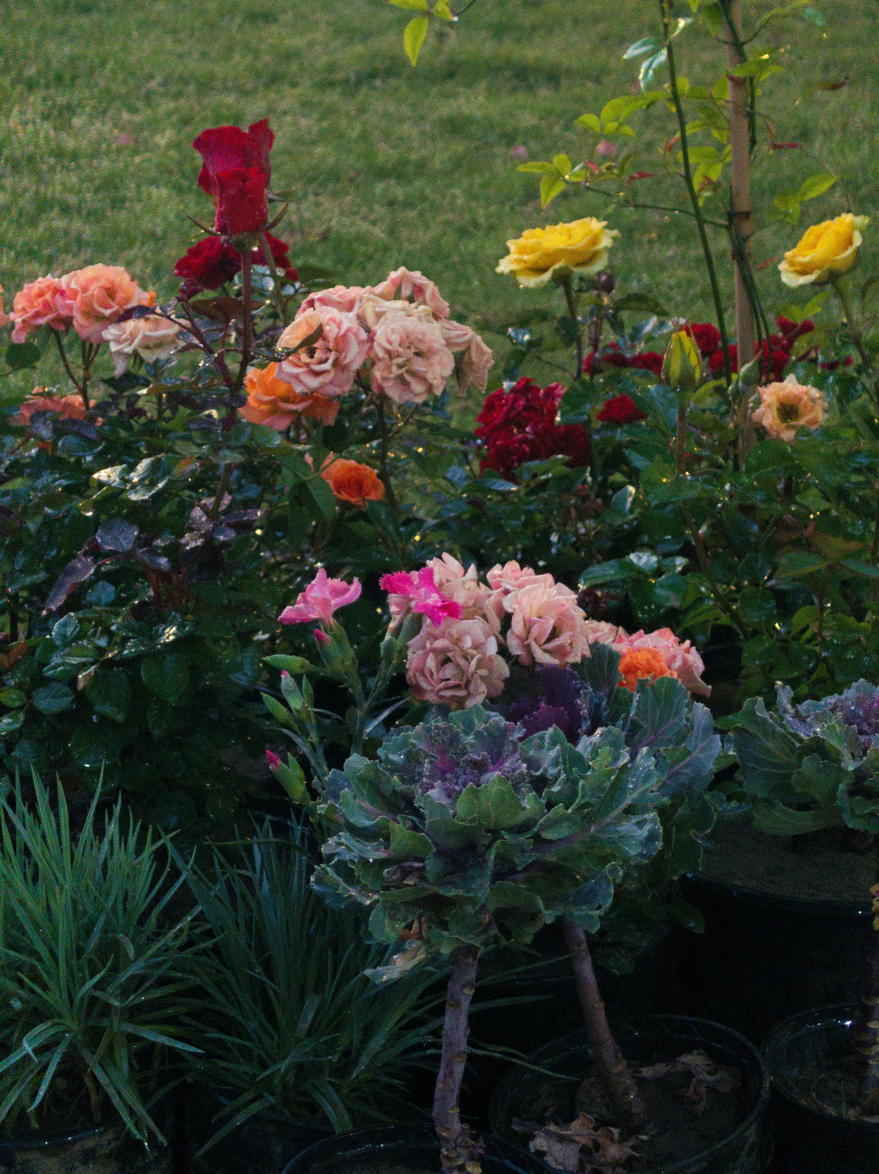 Colorful roses bloom brightly in a lush, green garden