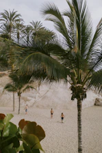 Playa con palmeras en el sur de Tenerife