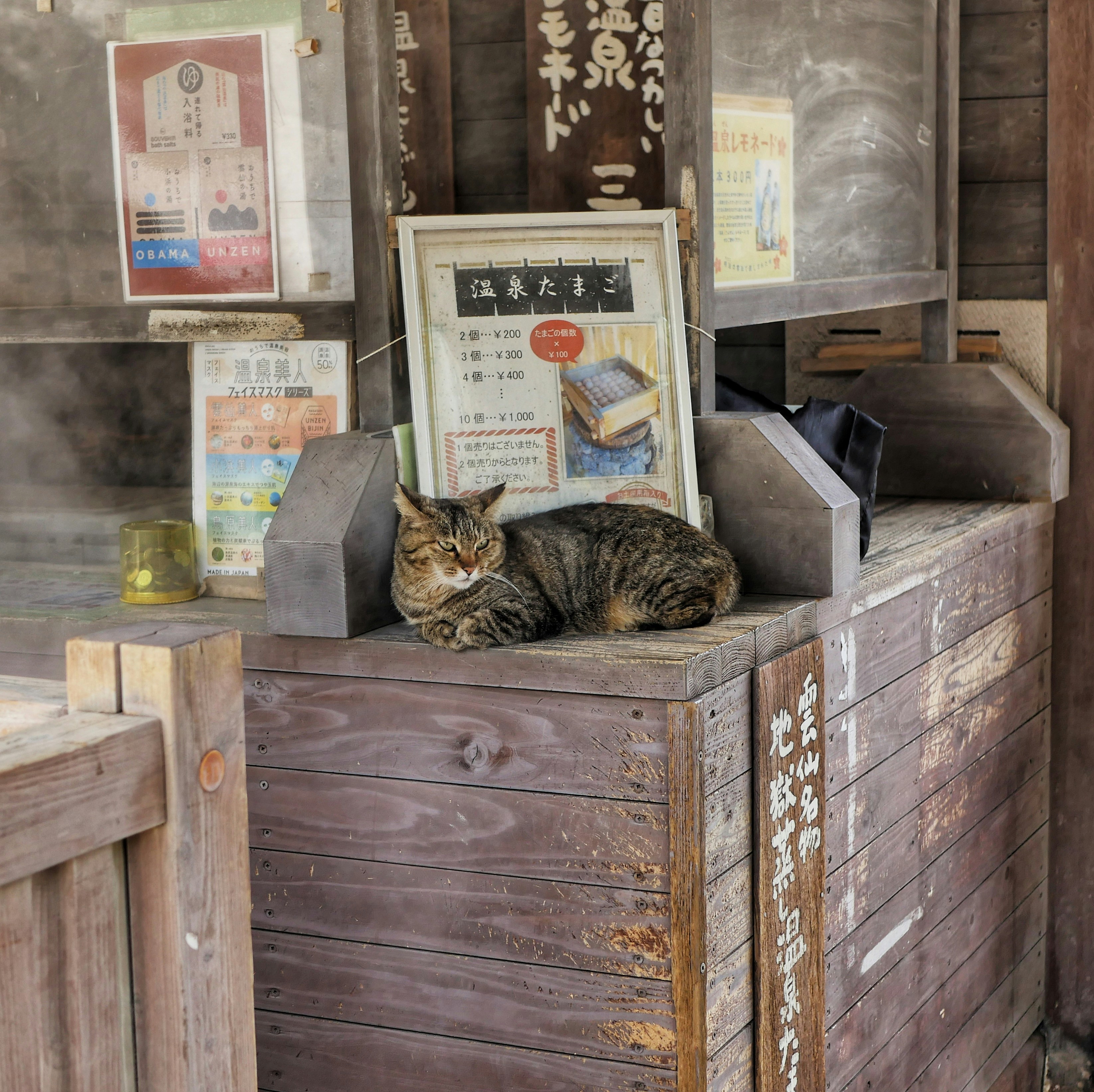 A tabby cat rests on a rustic wooden counter.