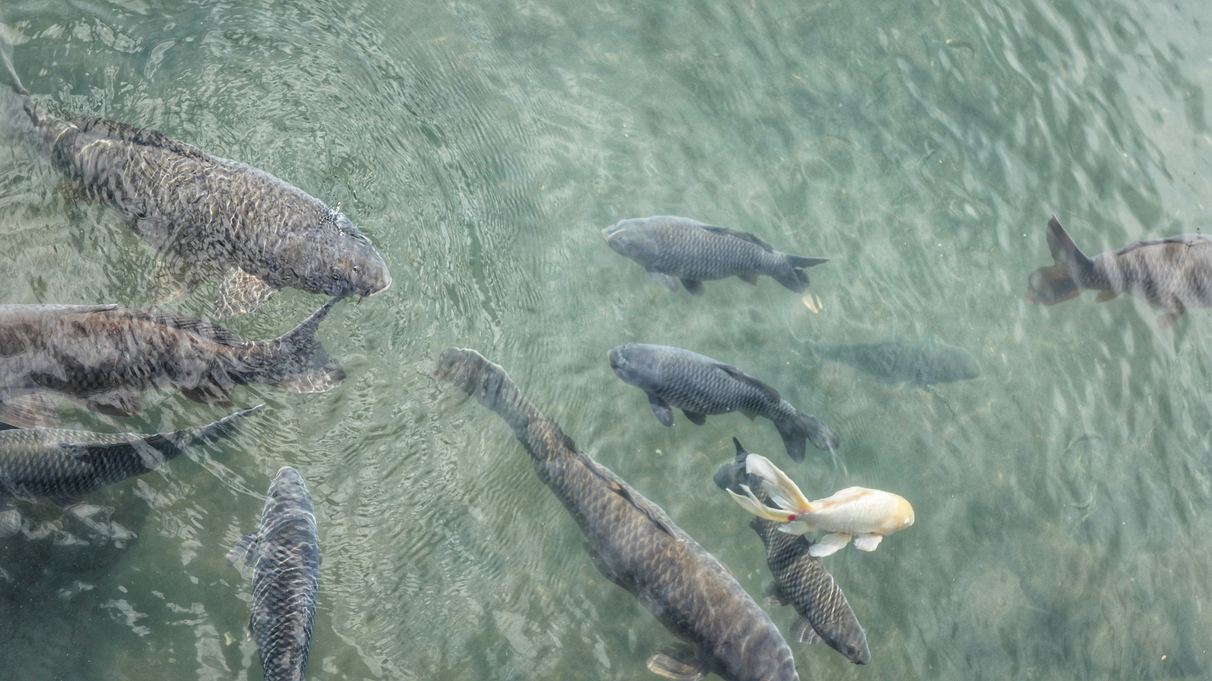 Fish swimming in clear water, one golden-colored.