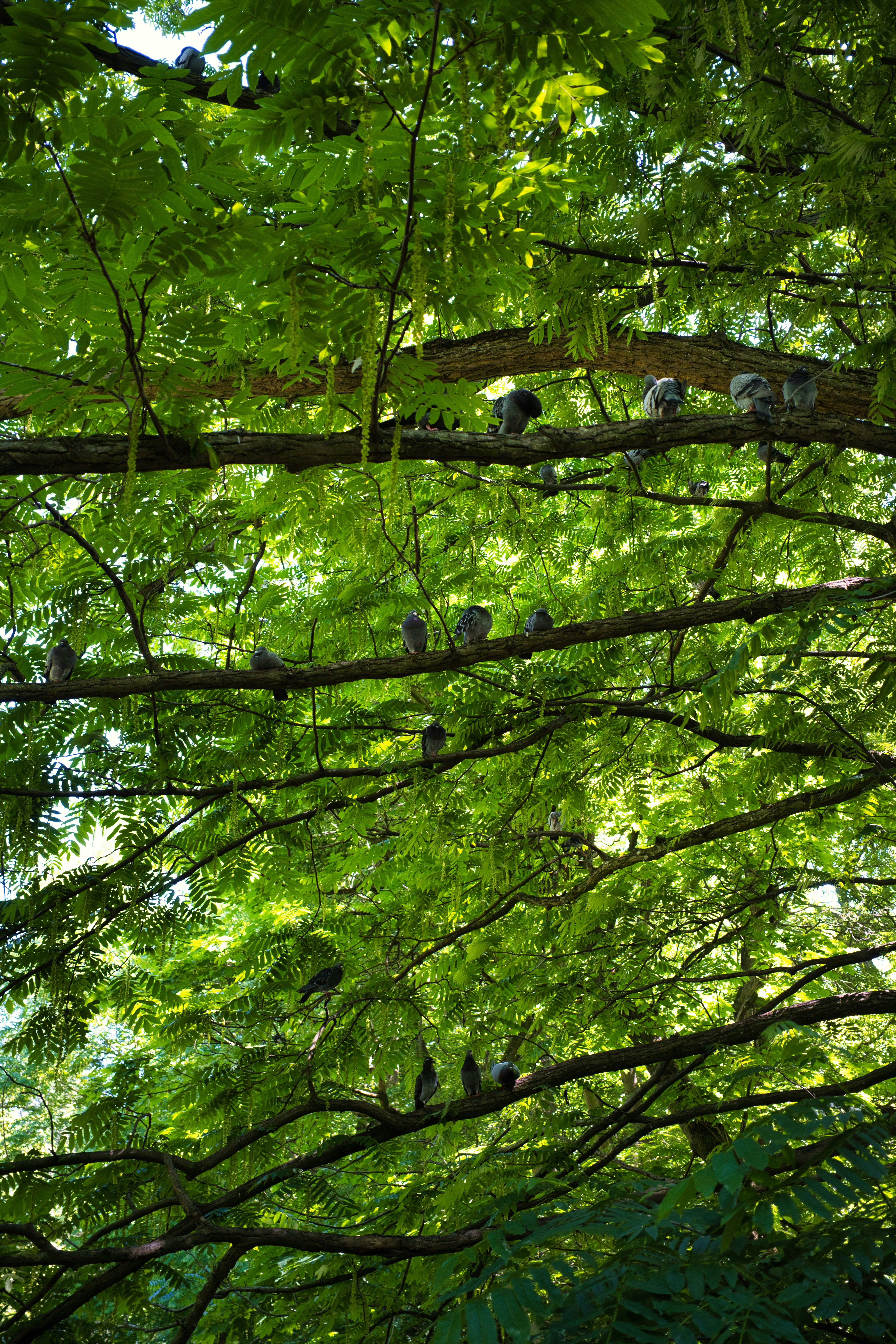 Pigeons resting on branches amidst lush green tree leaves.