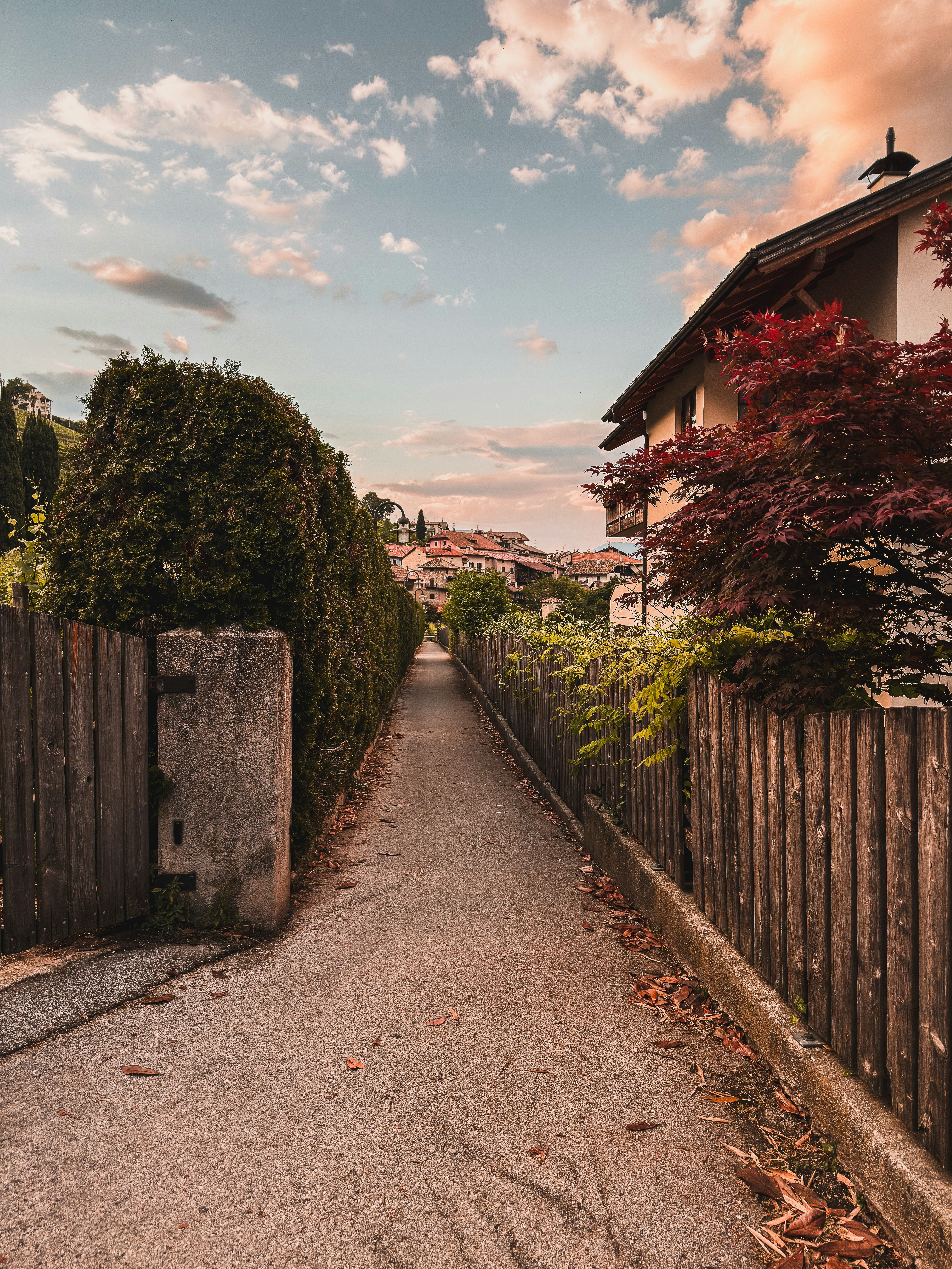 A narrow pathway between hedges and a house at sunset.