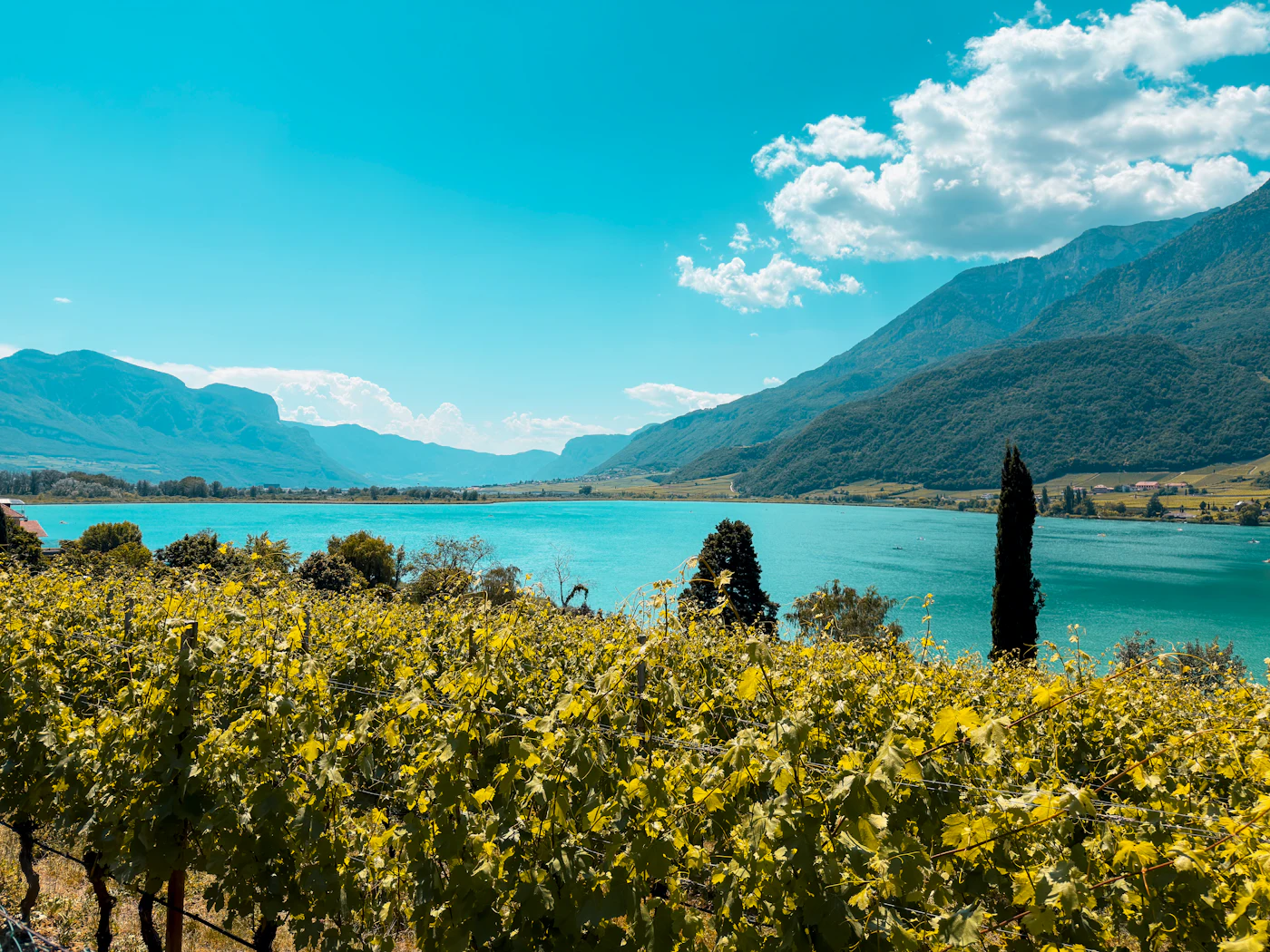 Westside Wine Tour