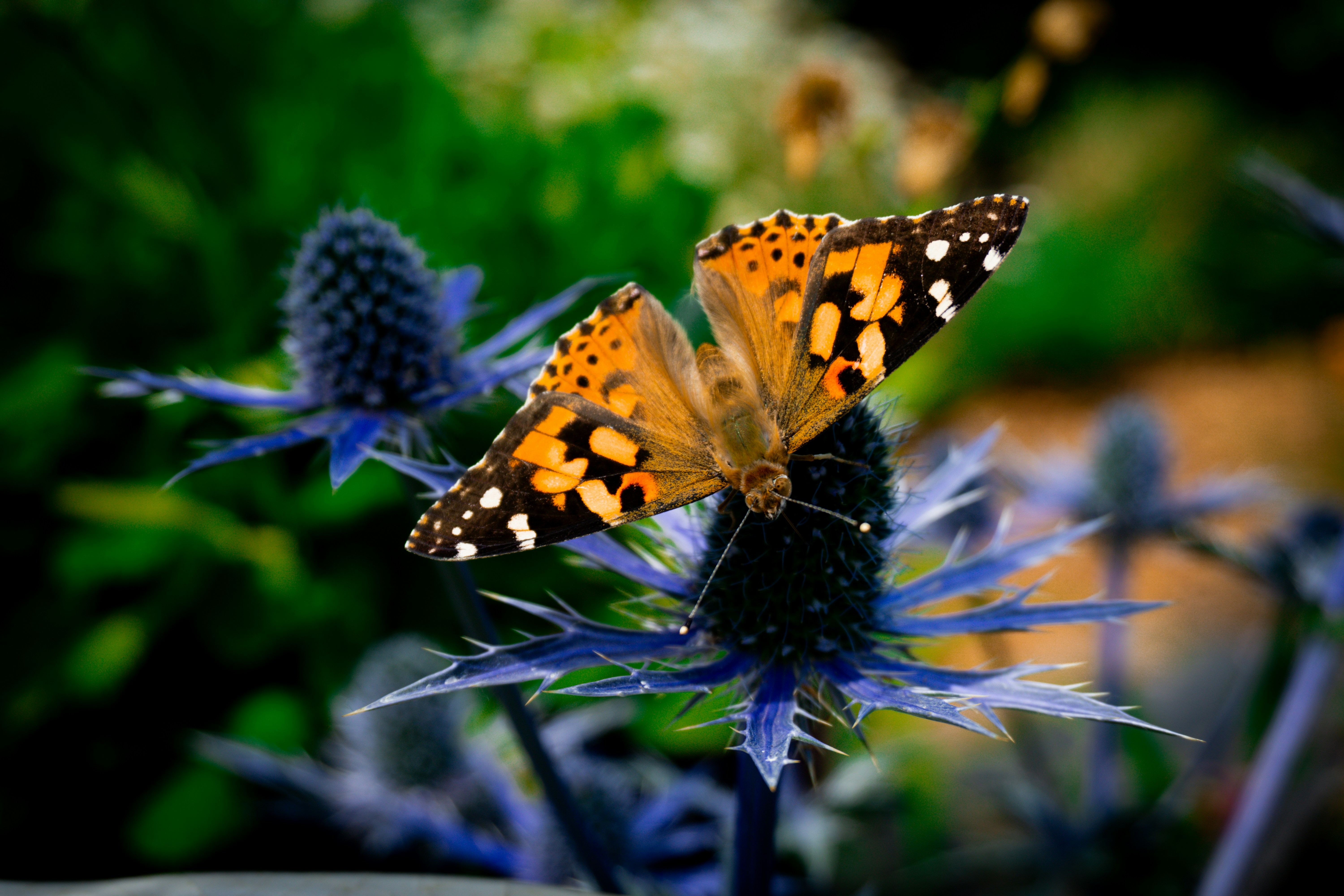 A beautiful butterfly perches on a vibrant blue thistle