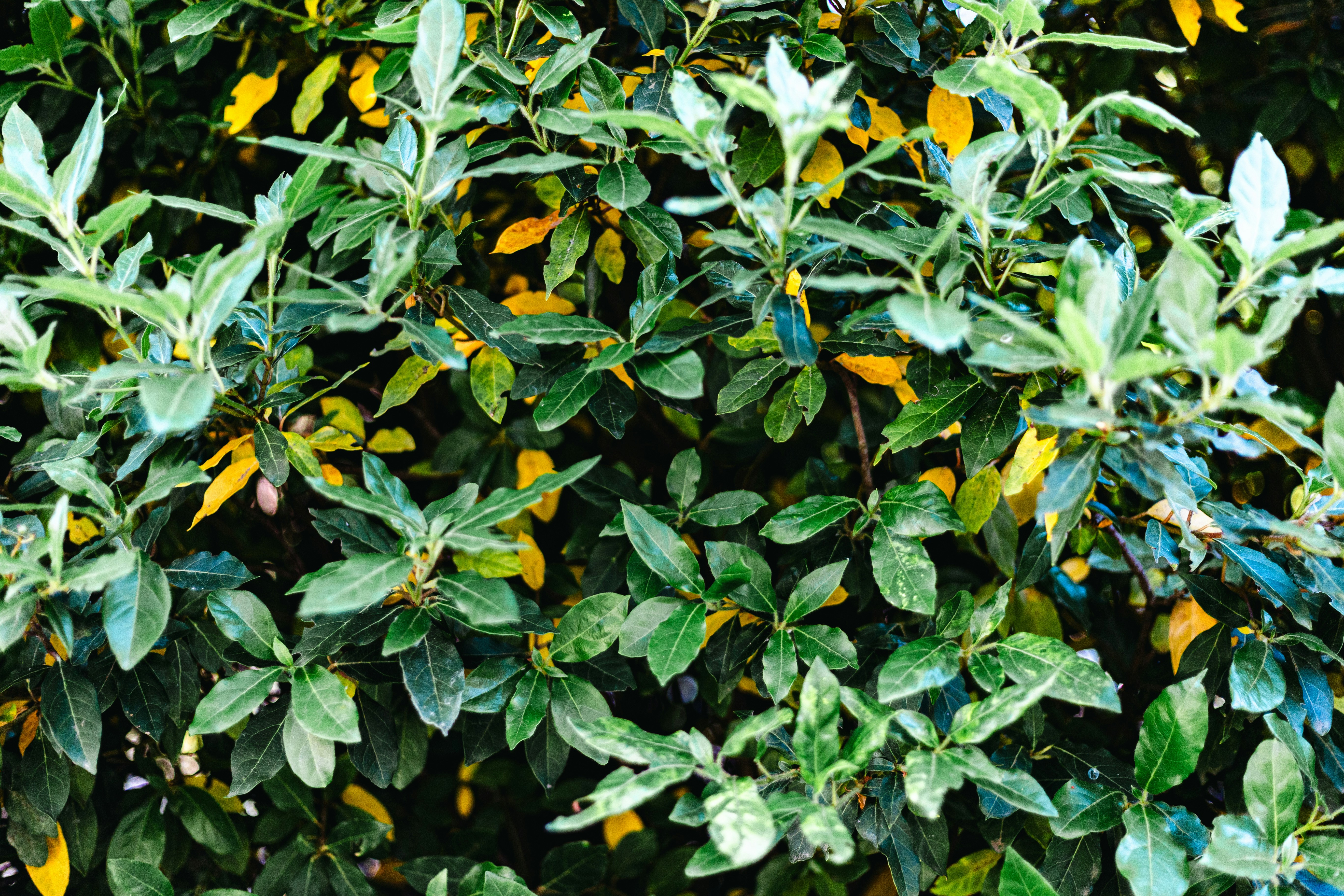 A dense bush with green and yellow leaves
