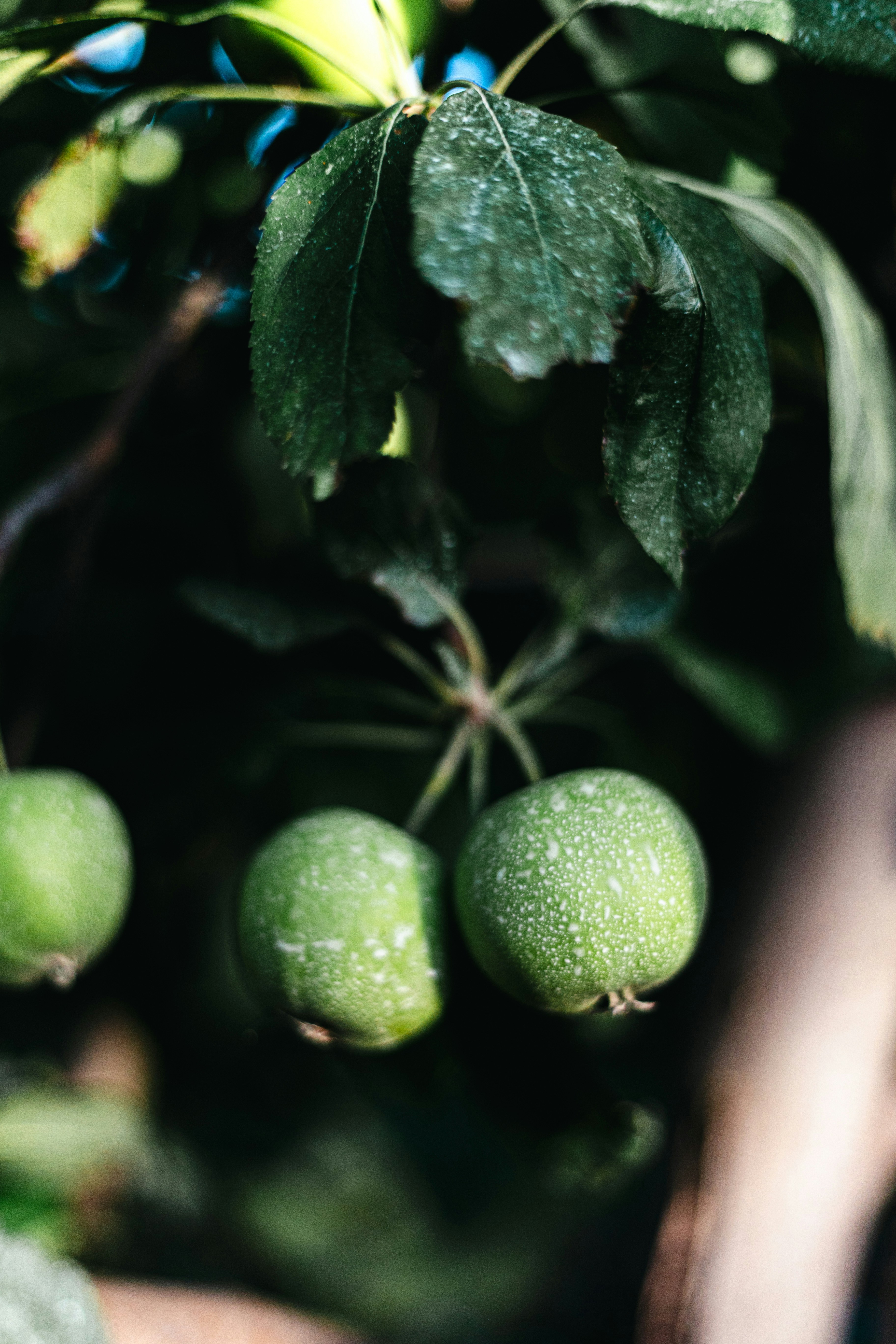 Green apples with water droplets hanging from a tree branch