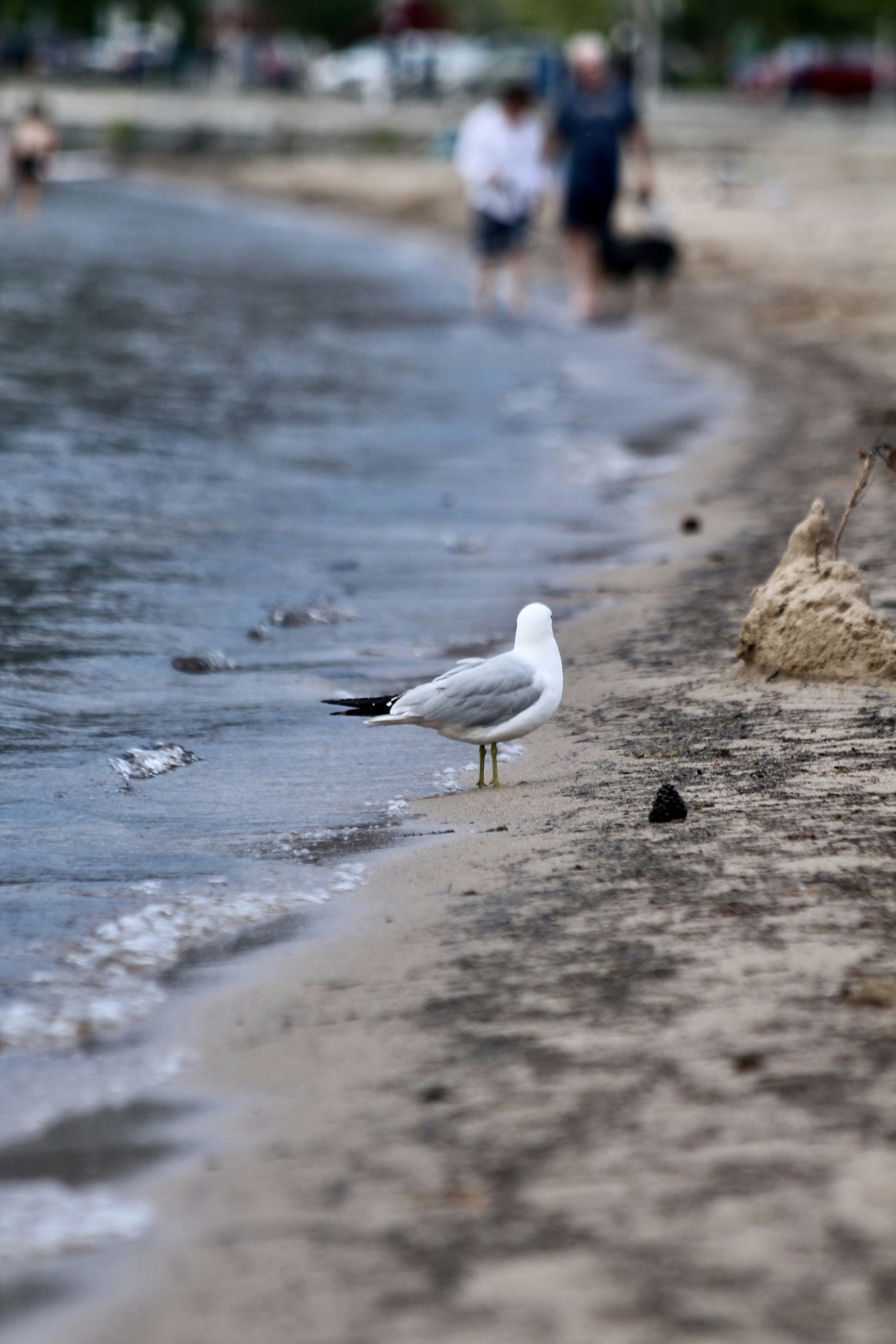 A seagull stands on a sandy beach by the water