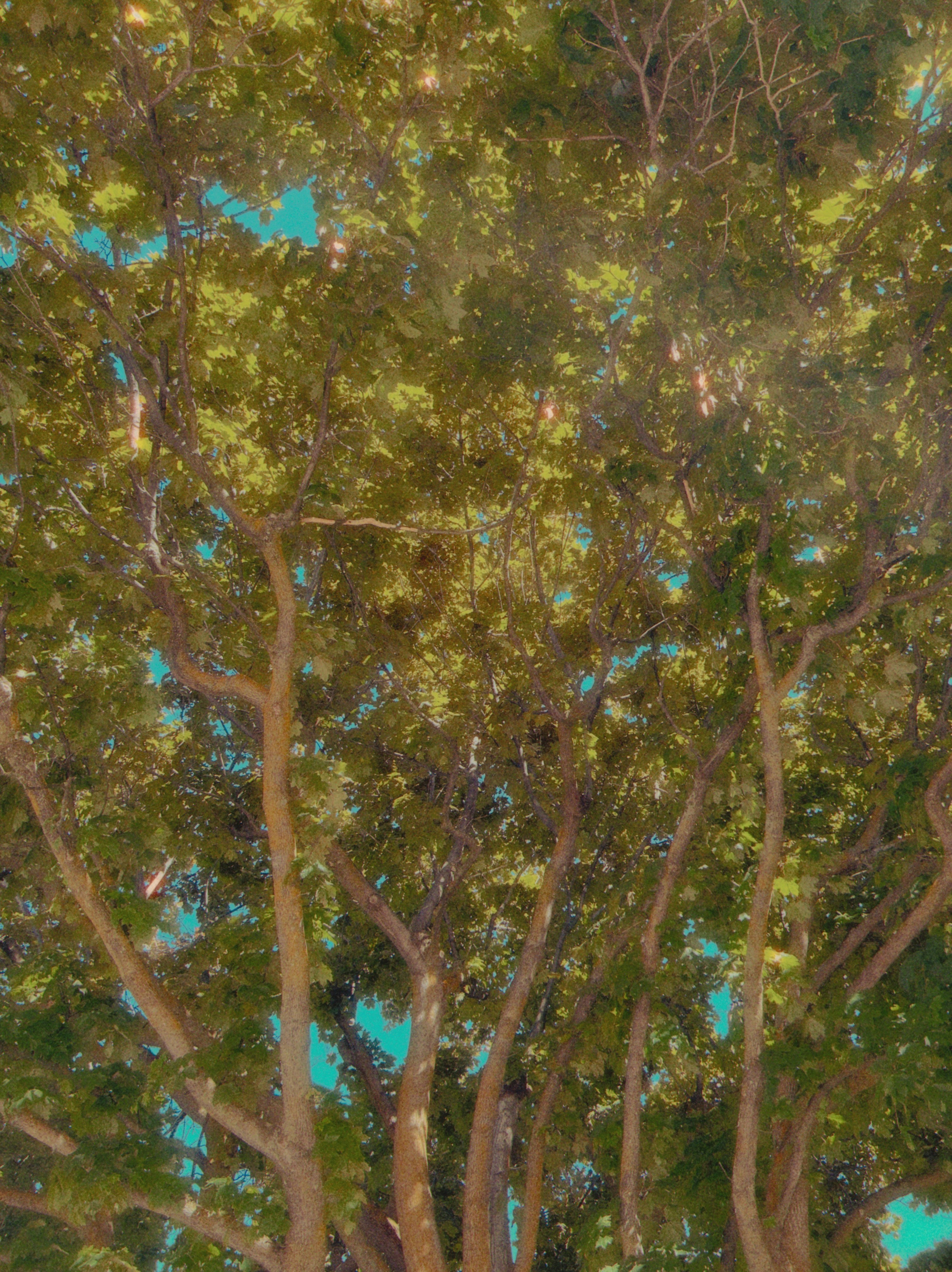 Green tree canopy against a clear blue sky