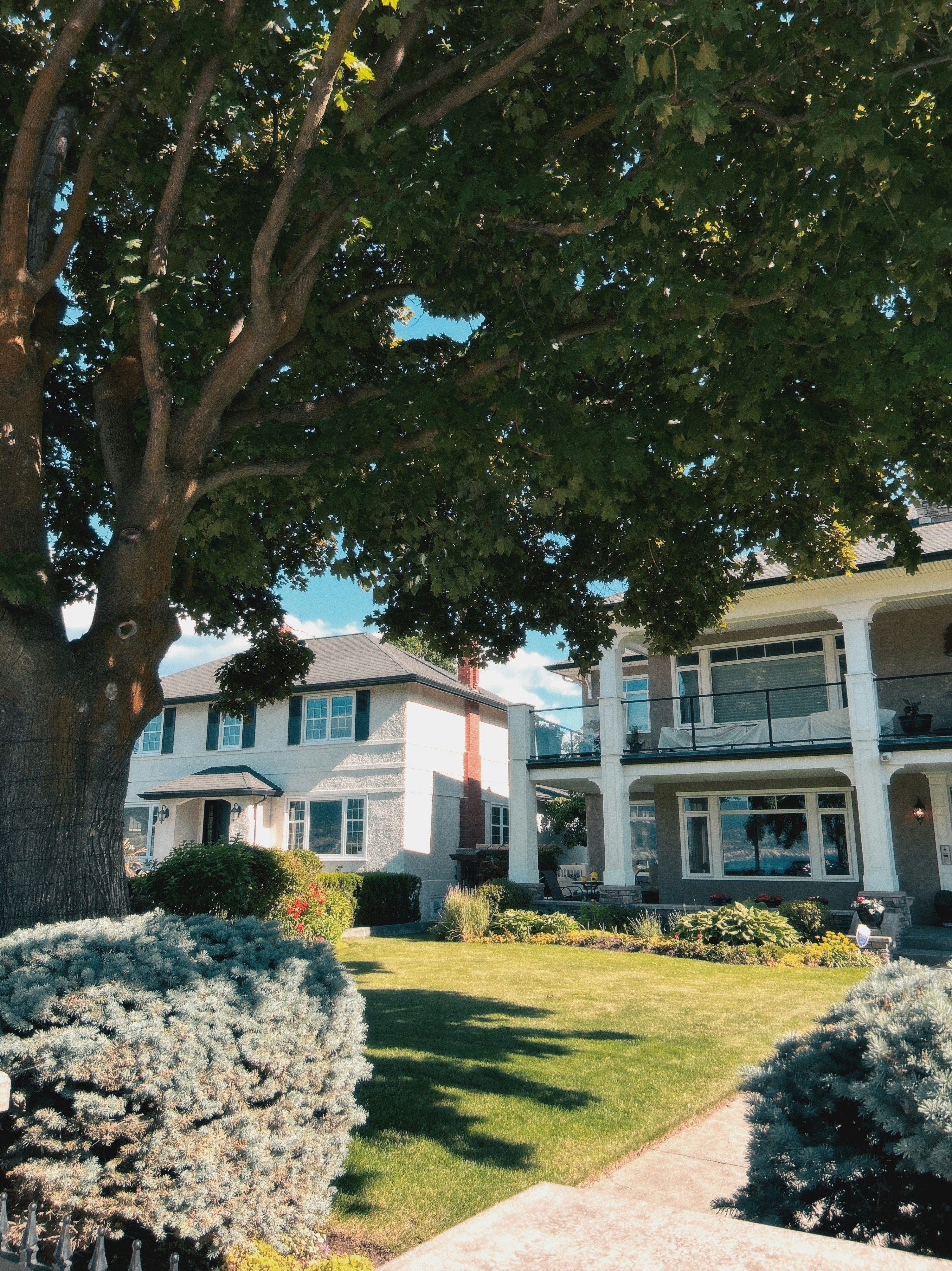 Suburban houses with a large tree and well-maintained lawn