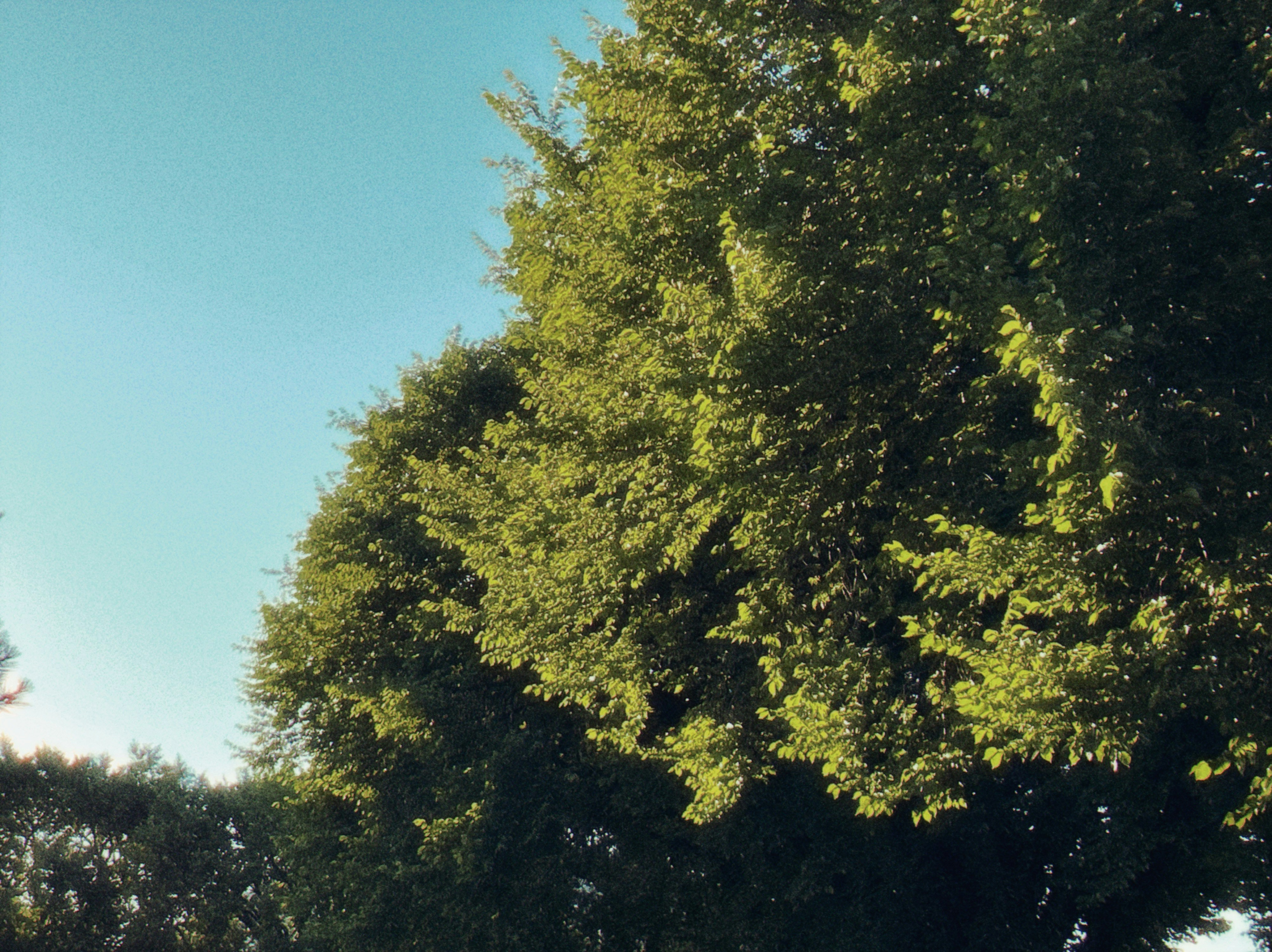 Green tree tops against a clear blue sky
