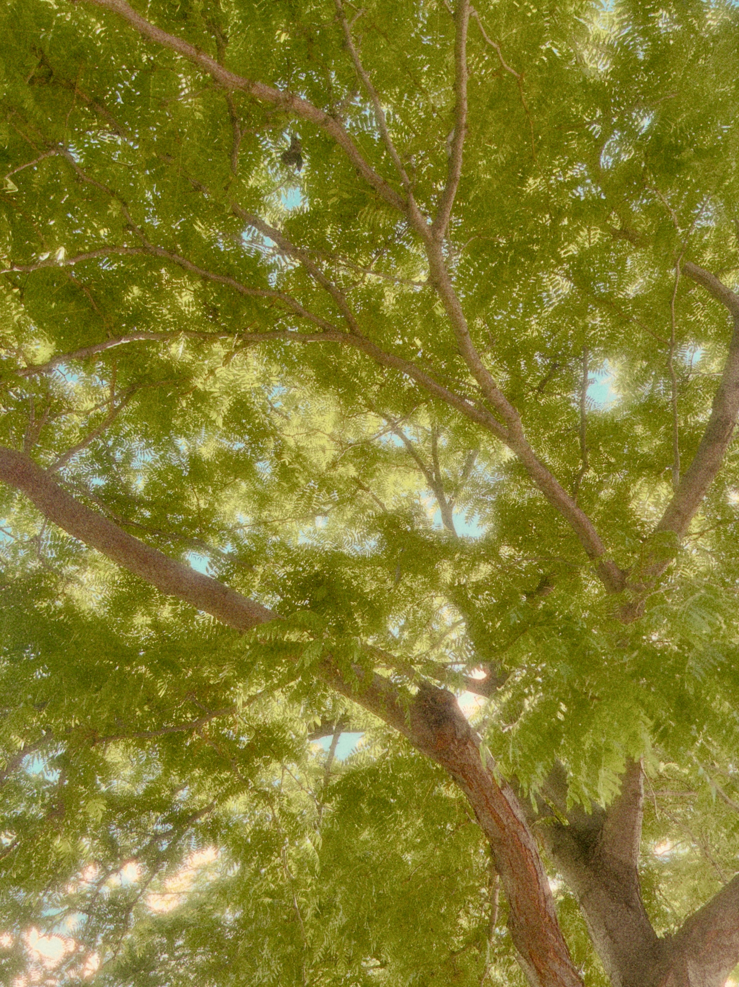 Green tree branches and leaves against a bright sky