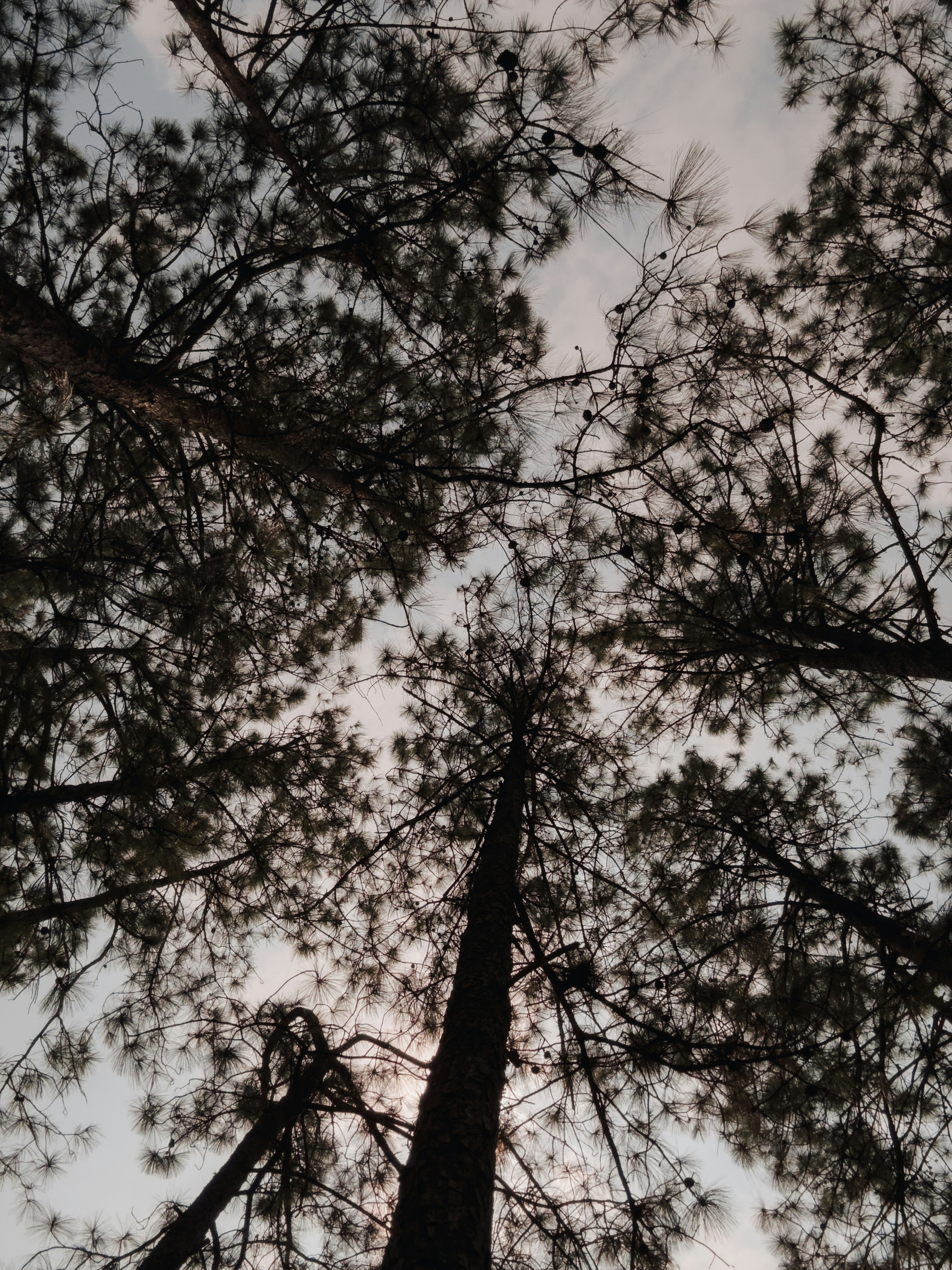 Tall pine trees silhouetted against a bright, cloudy sky