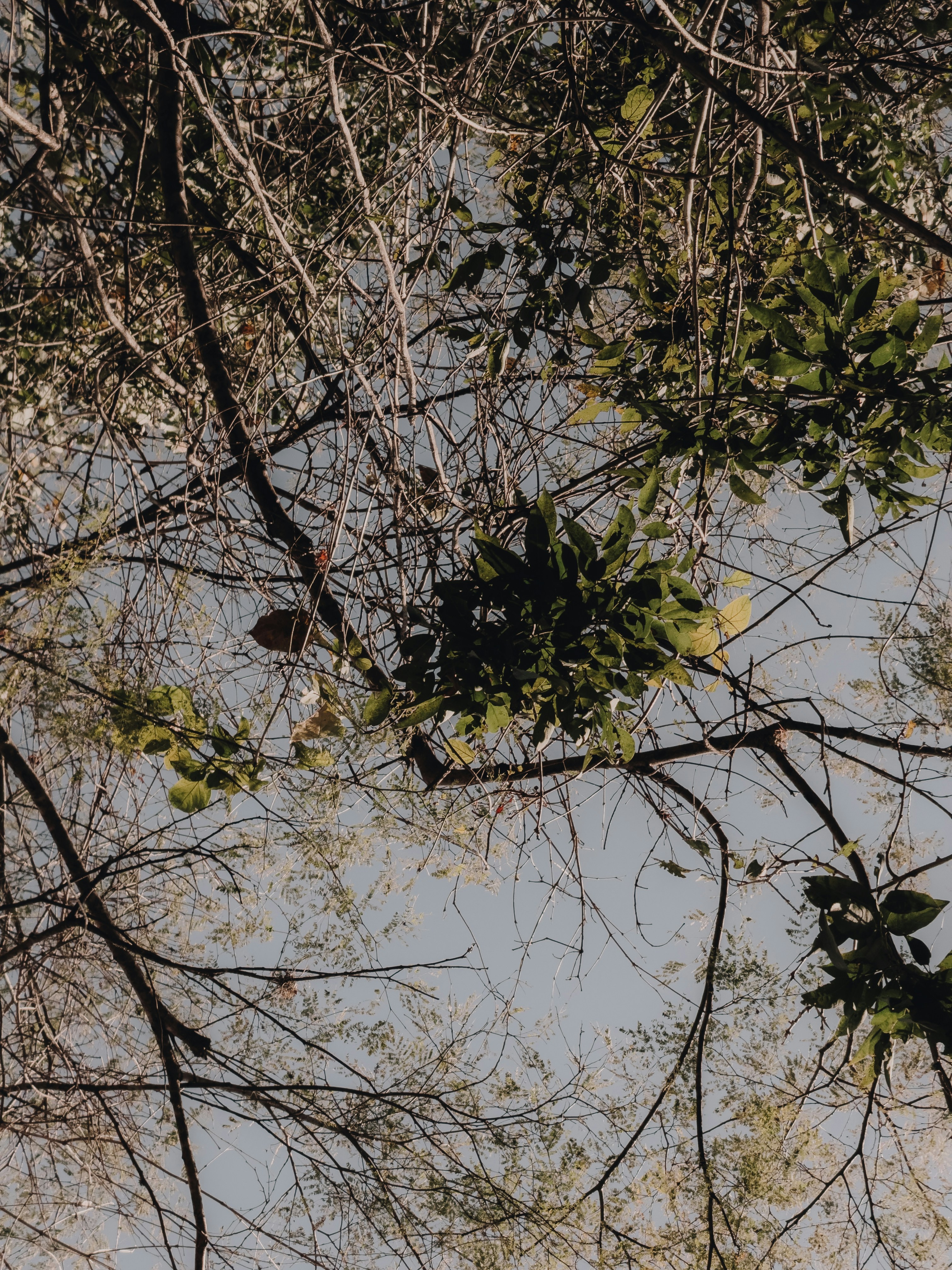 Green leaves and bare branches against a clear blue sky