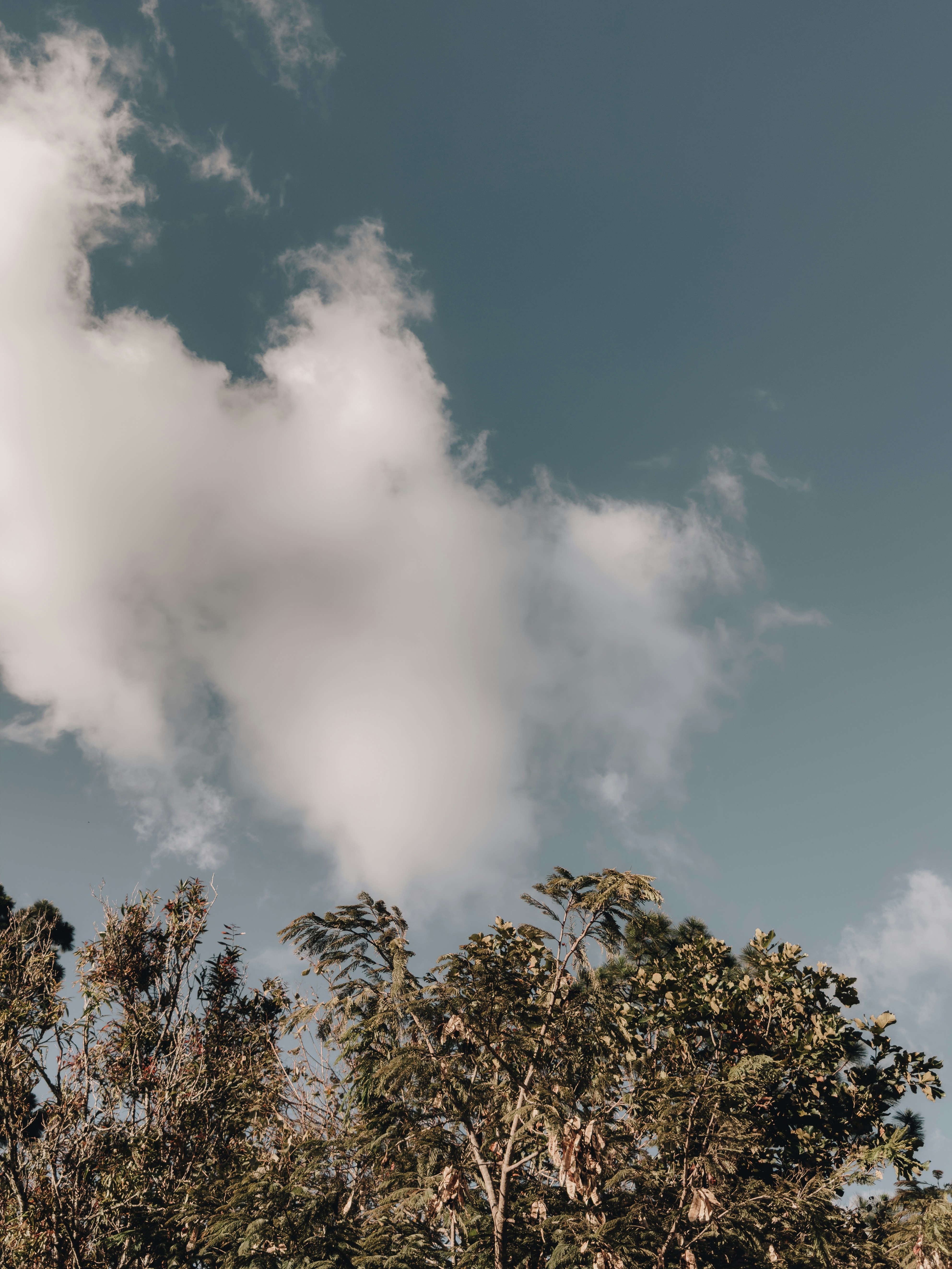 Treetops against a cloudy blue sky