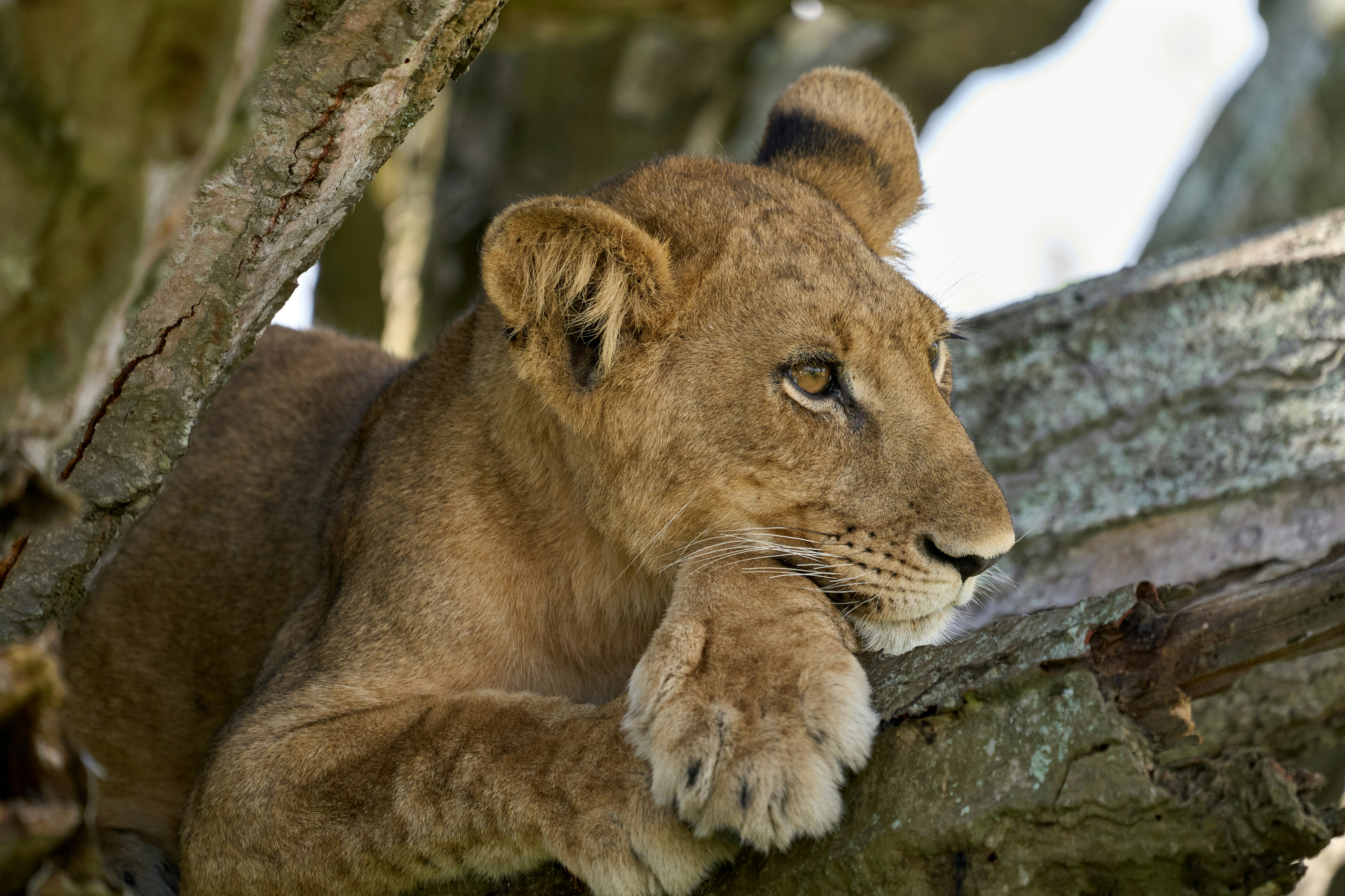 A lion cub resting on tree branches.