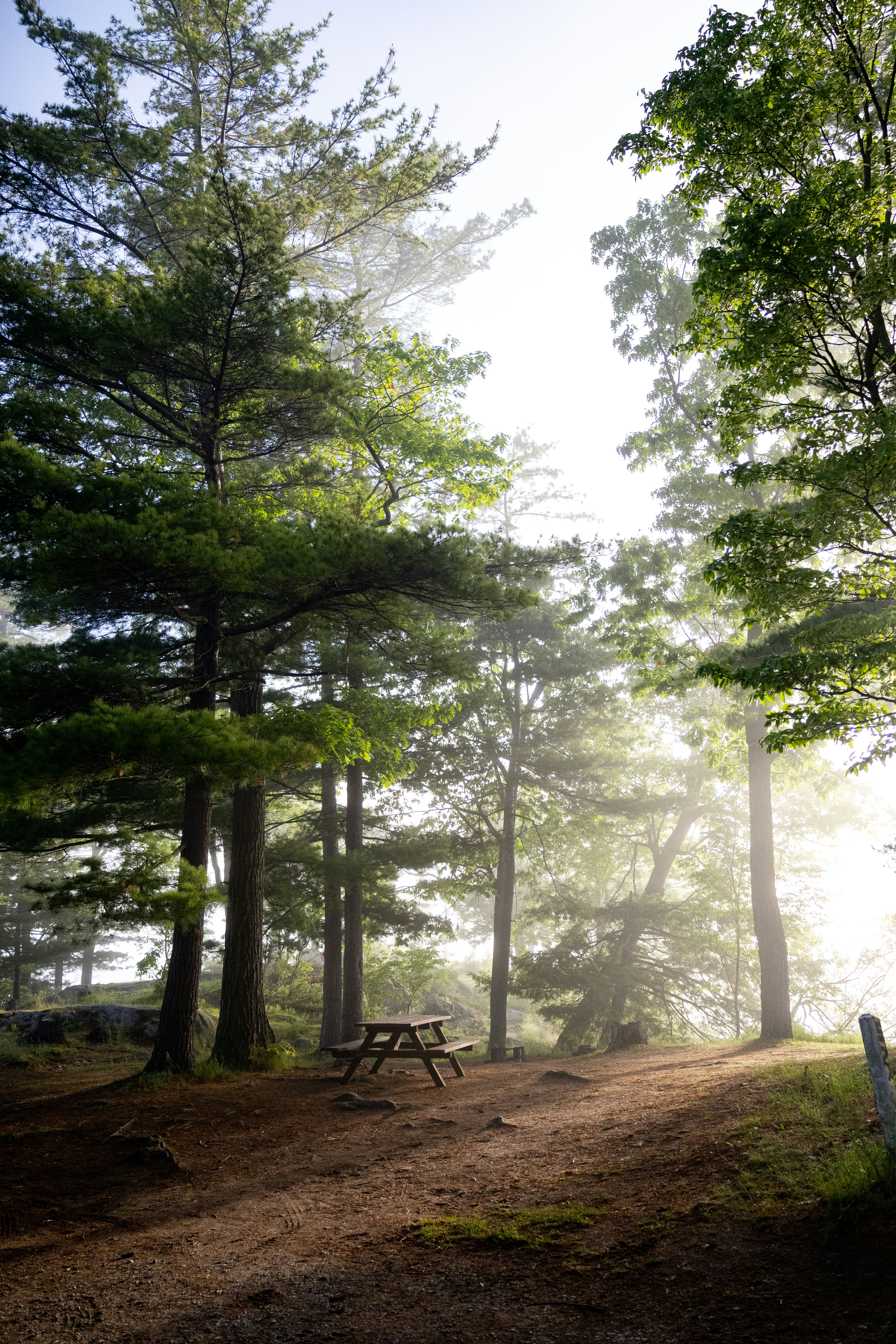 Forêt brumeuse avec une table de pique-et du soleil.