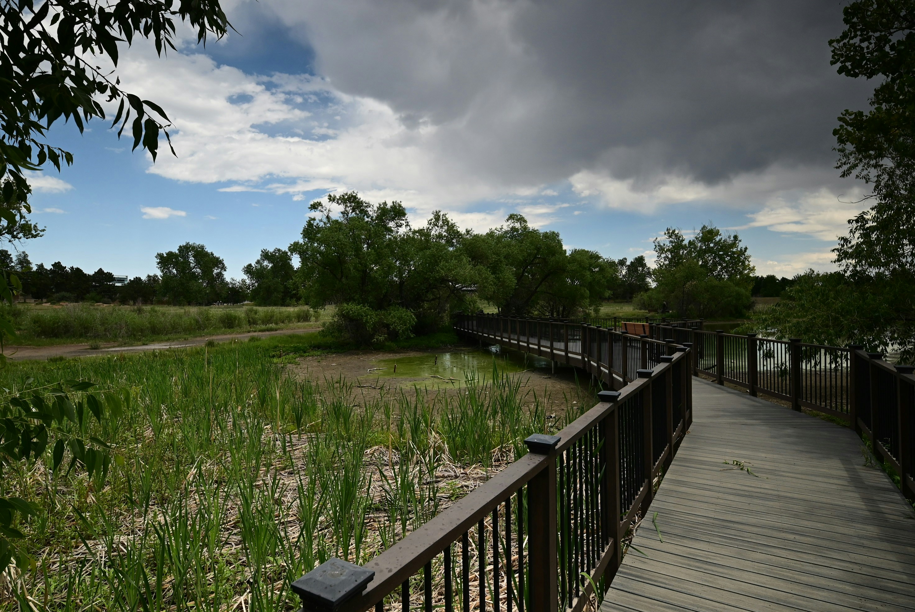 Boardwalk curving through a green wetland