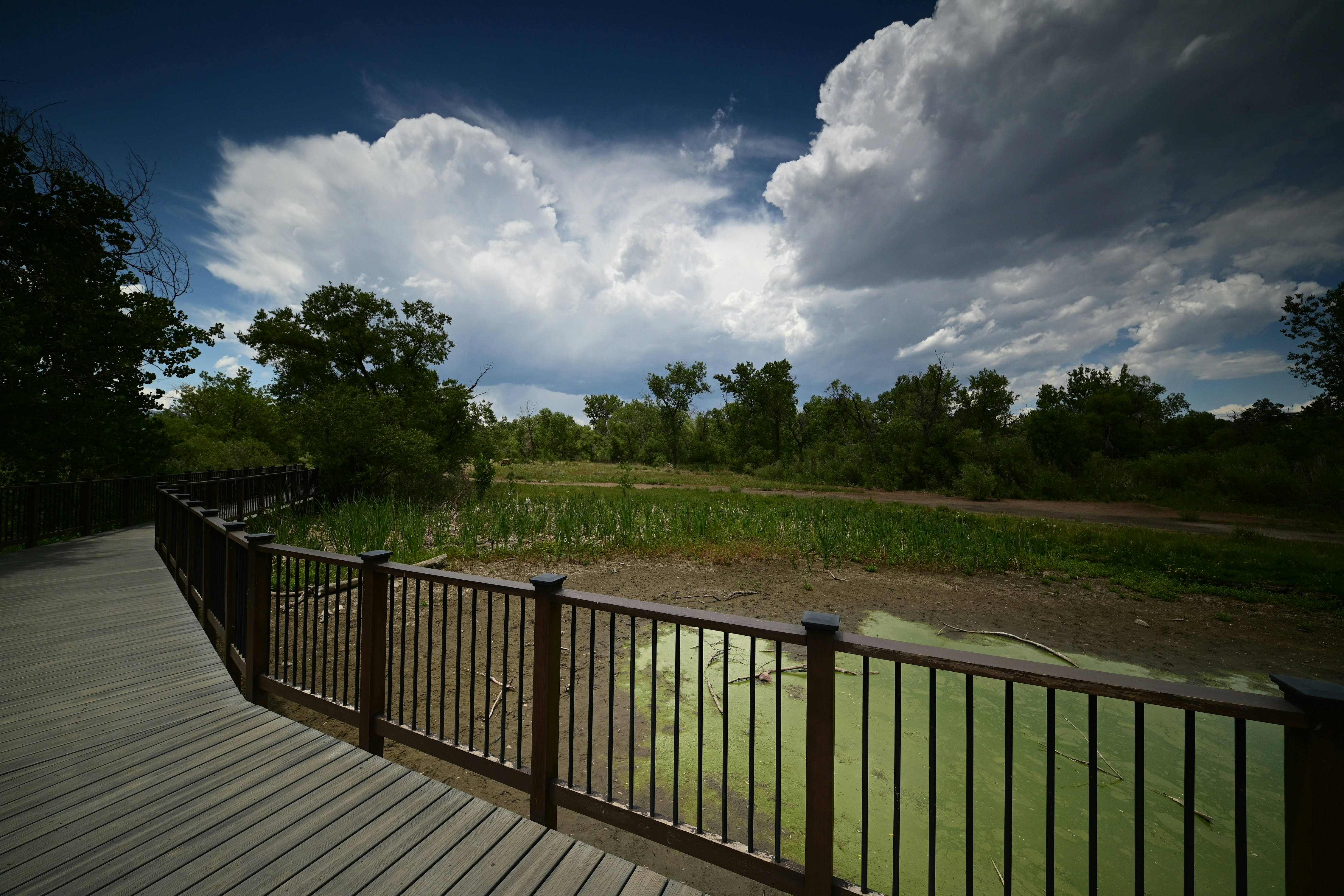 Boardwalk with railing beside a green pond